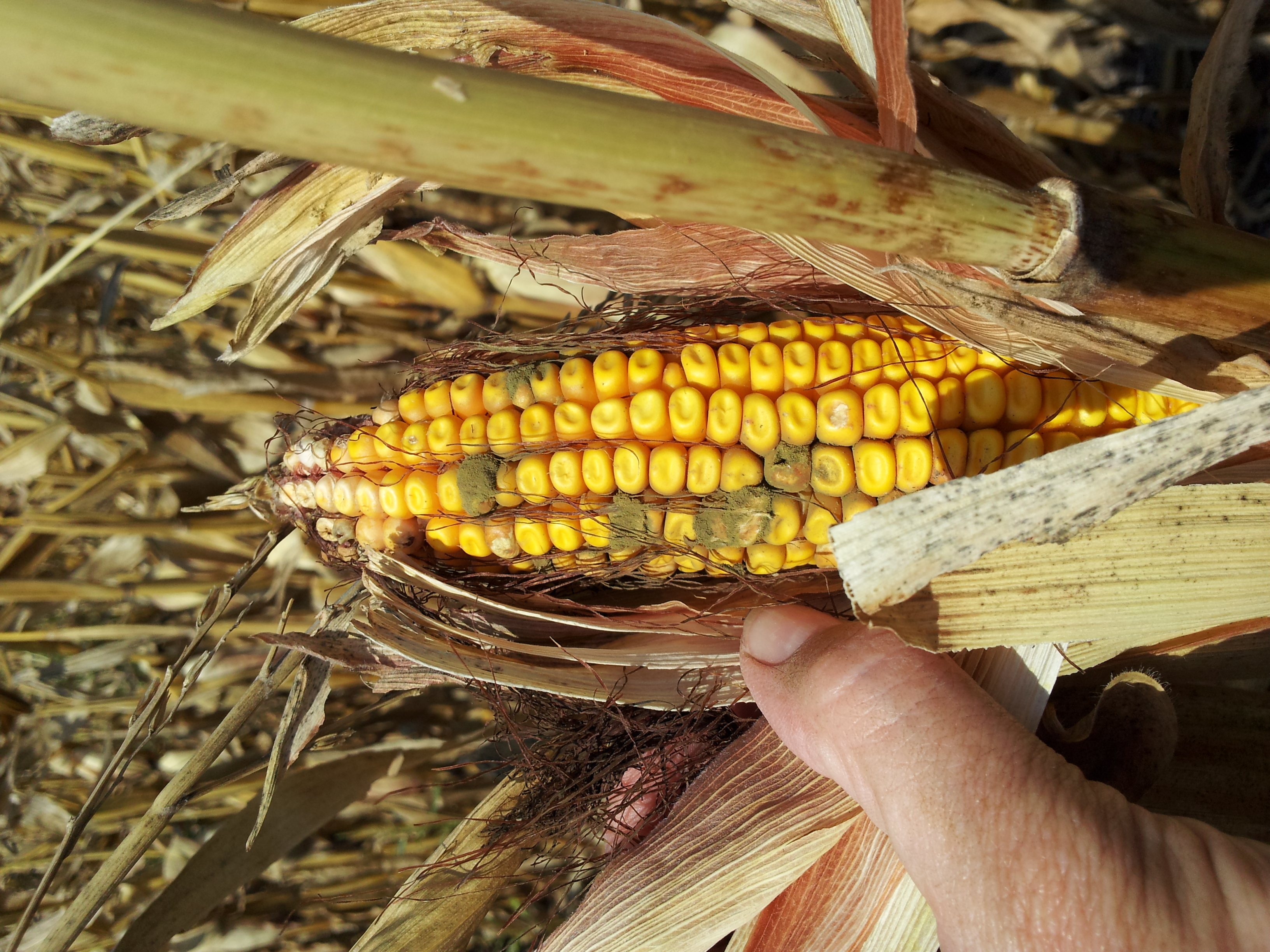 Aspergillus Ear Rot Of Corn Crop Protection Network