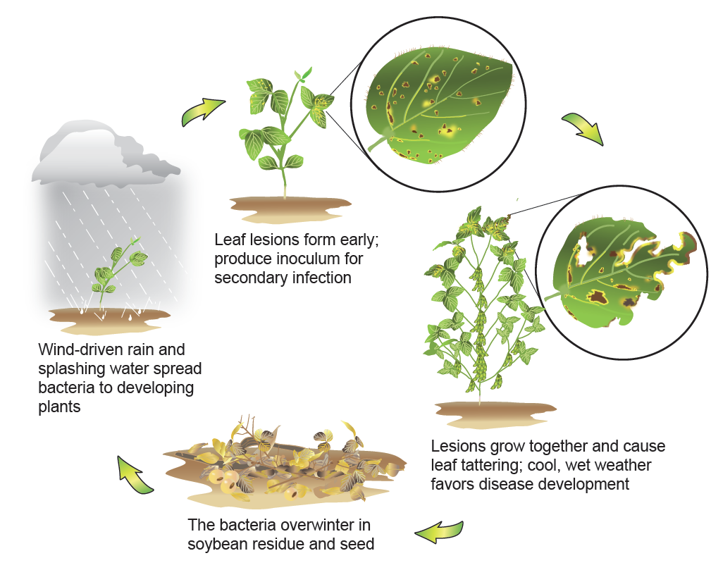 bacterial blight pathogen