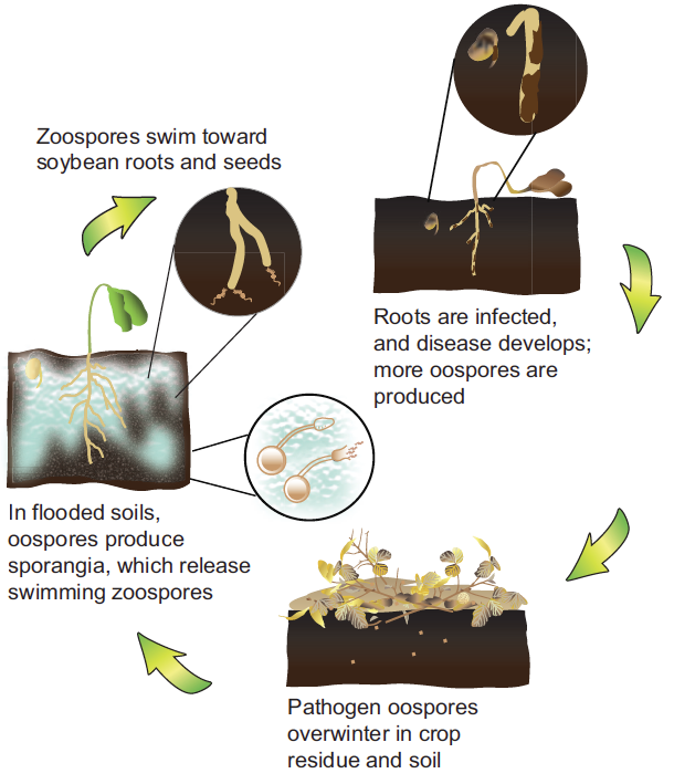 late blight disease cycle