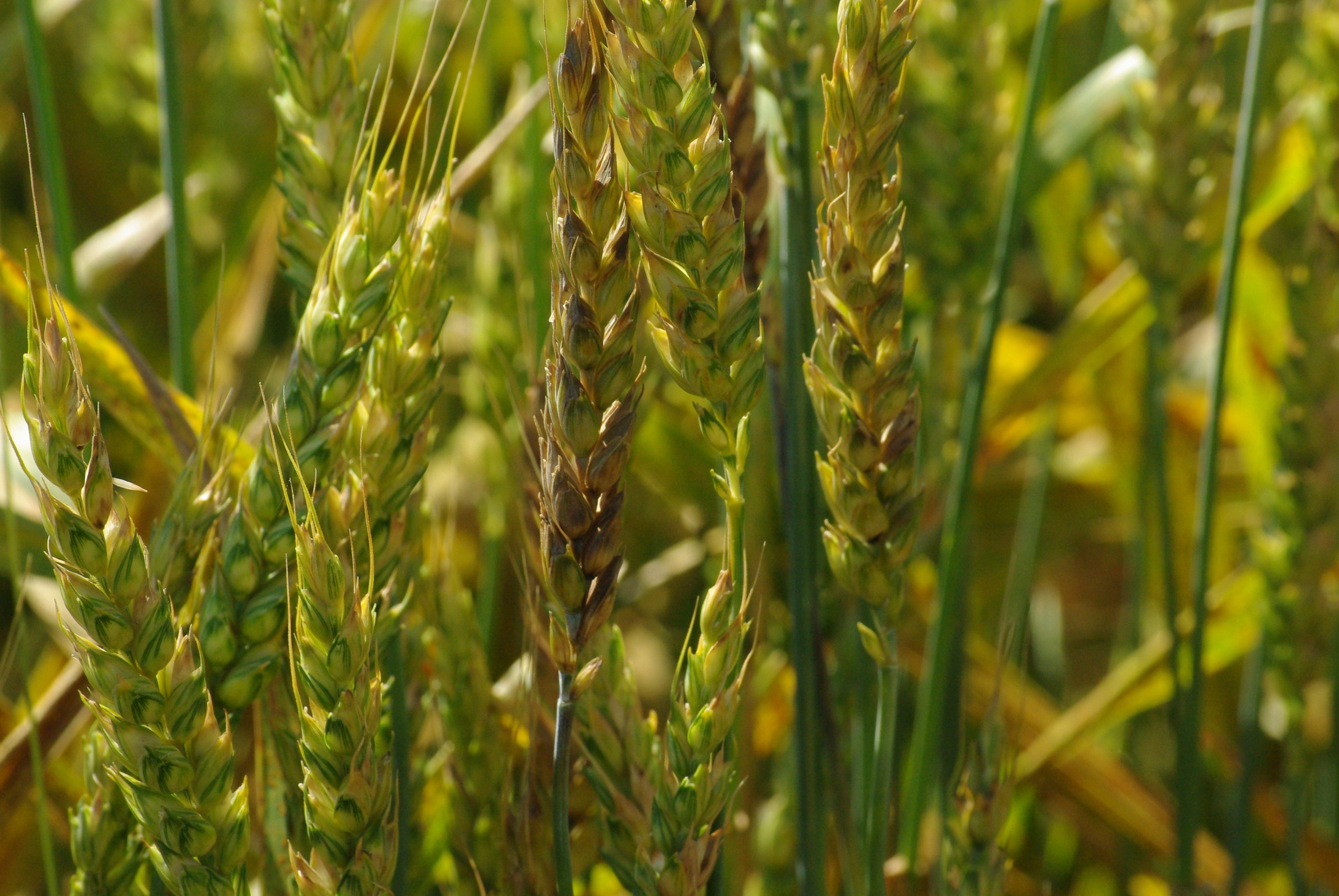 Stagonospora Leaf And Glume Blotch Of Wheat Crop Protection Network