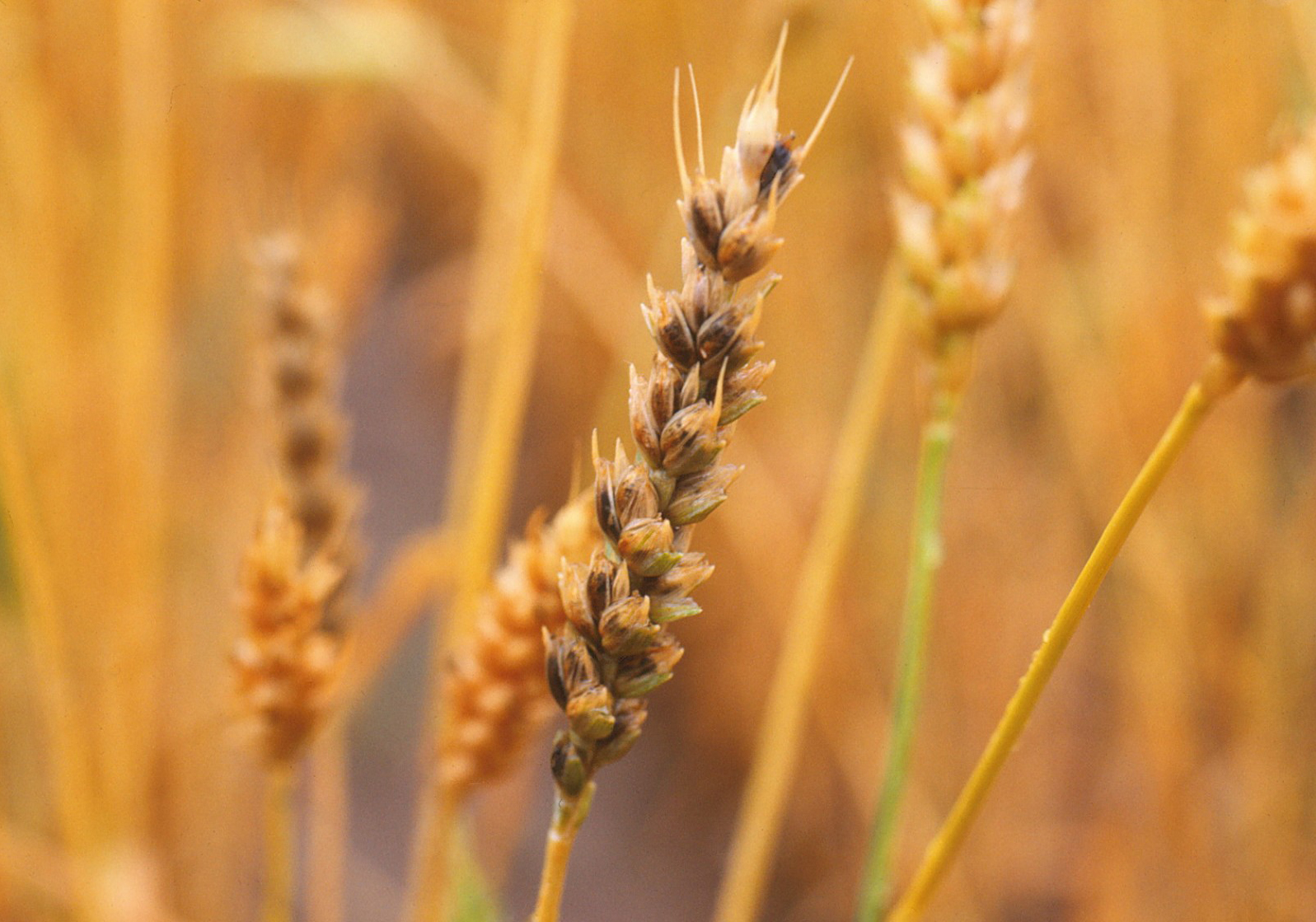 Stagonospora Leaf And Glume Blotch Of Wheat Crop Protection Network