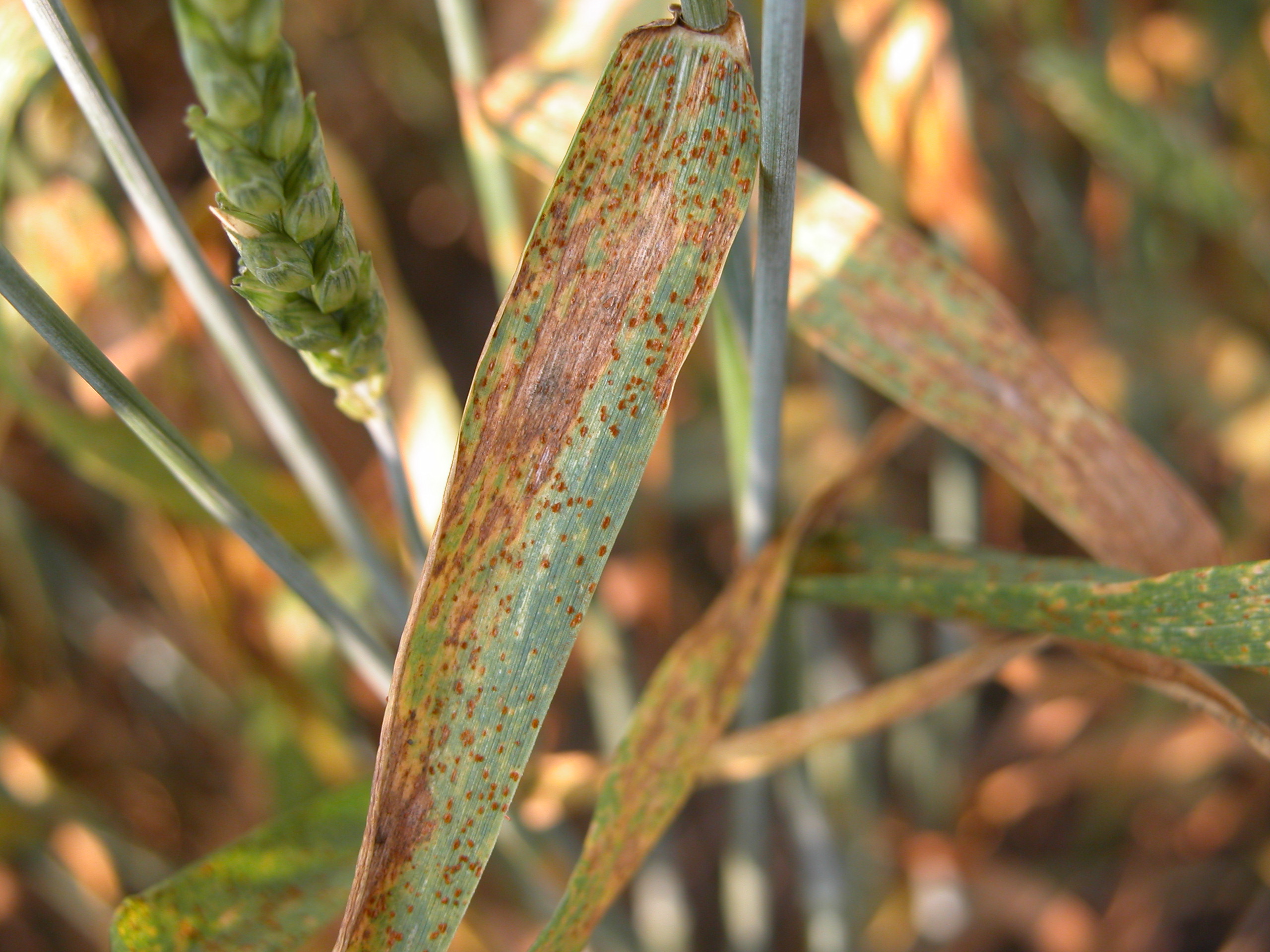 Leaf Rust Of Wheat Crop Protection Network