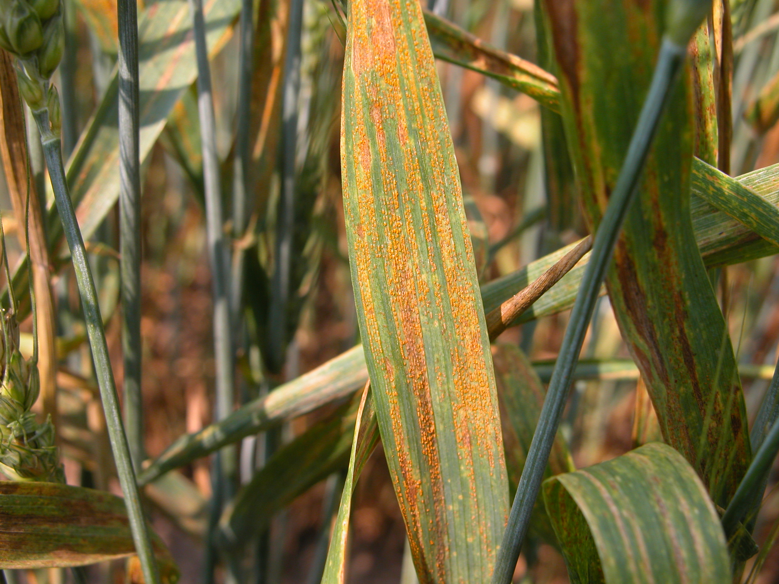 Wheat yellow rust фото 8