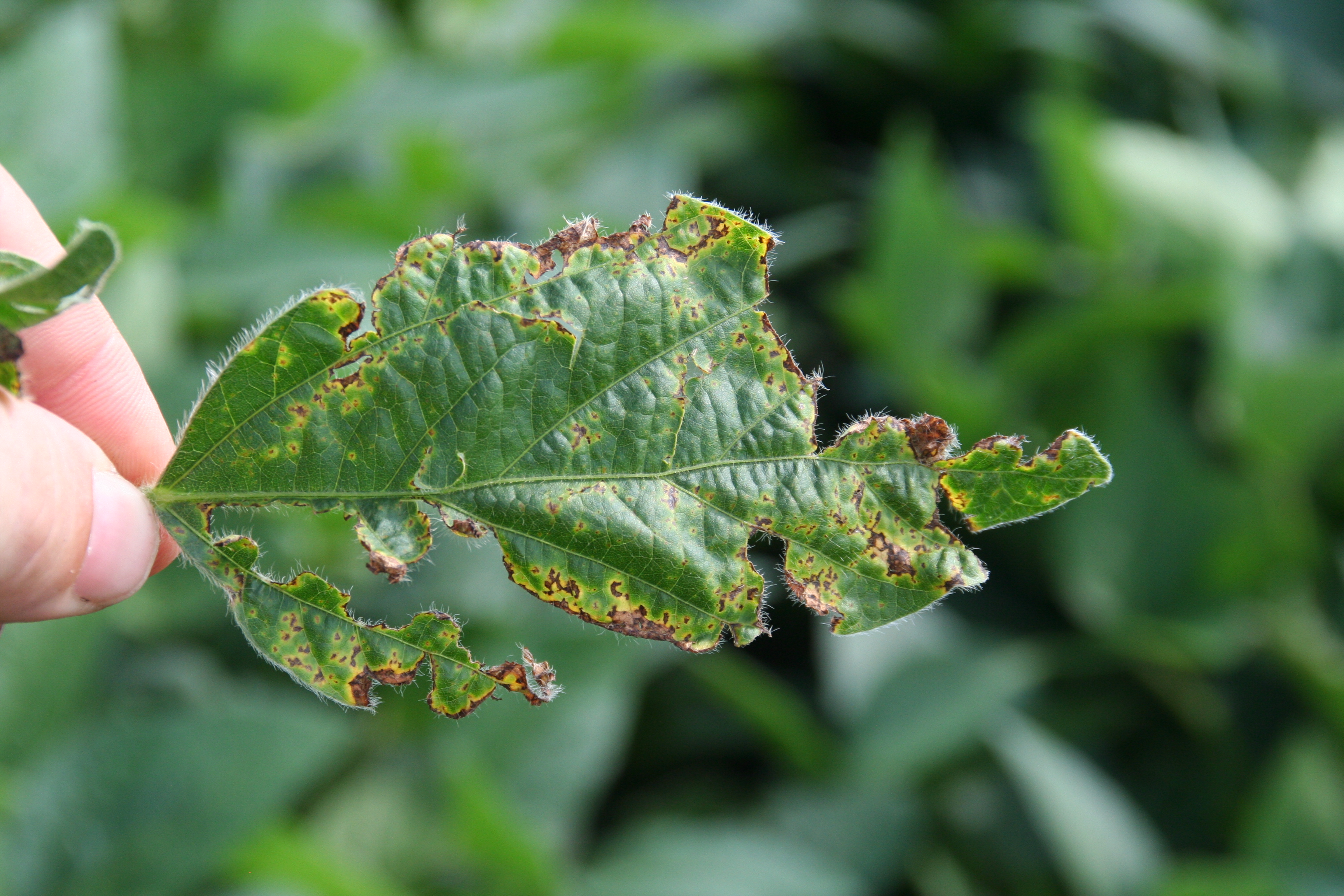 bacterial blight