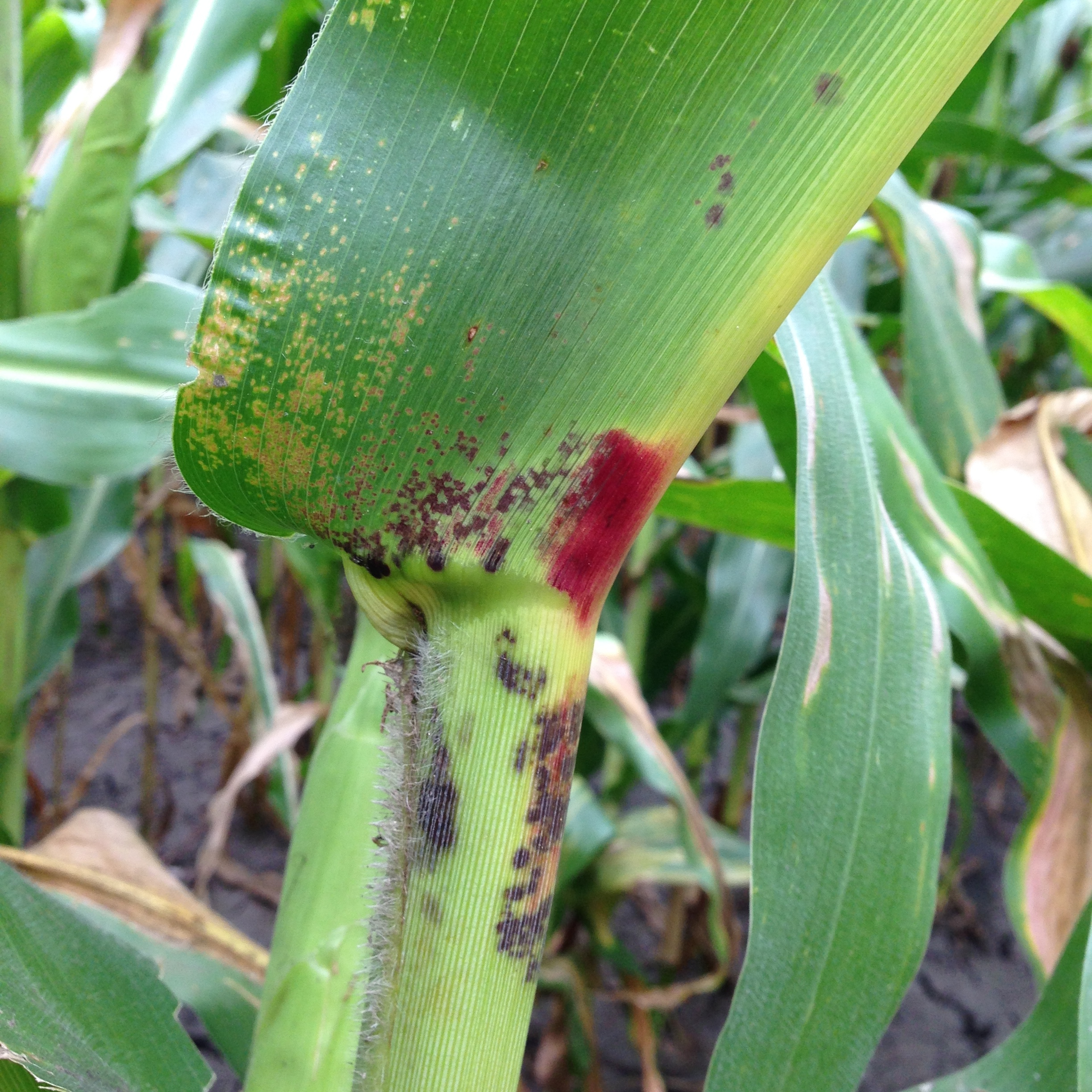 Physoderma brown spot symptoms also may occur on the stalk, leaf sheath, and husks.
