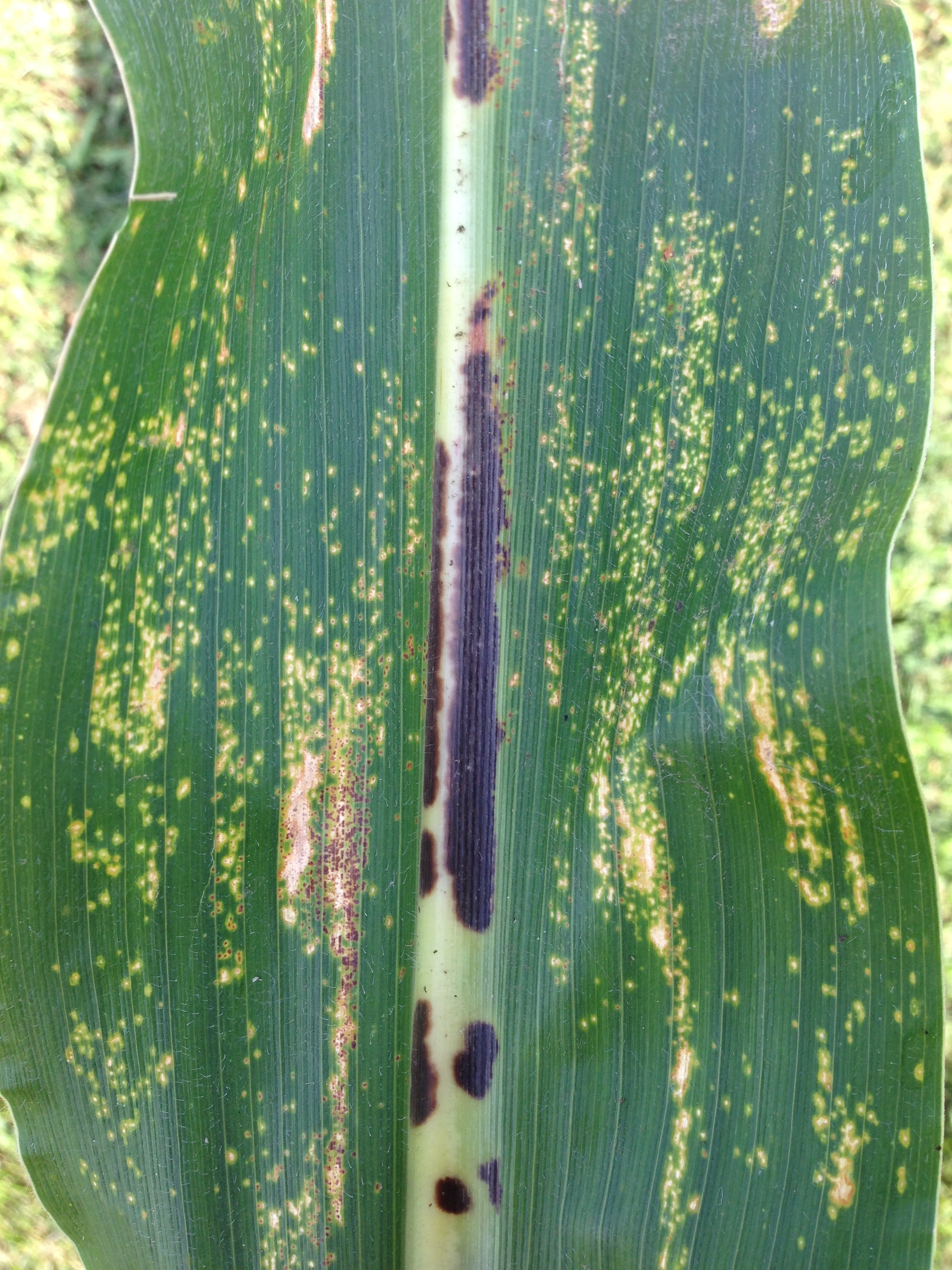 Physoderma brown spot leaf symptoms.