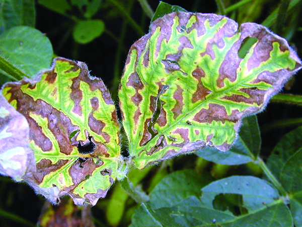 Interveinal chlorosis and necrosis characteristic of sudden death syndrome. 