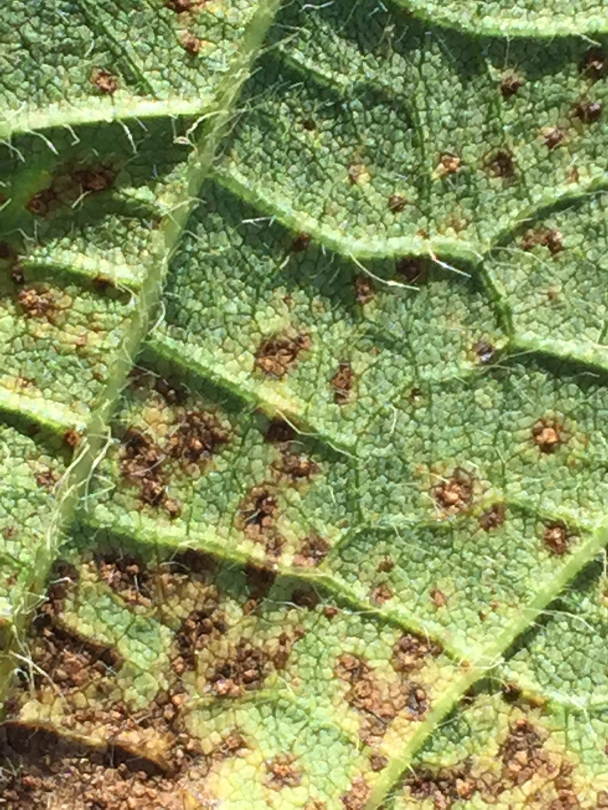 A pustule may form in the center of some lesions, usually on the lower leaf surface.