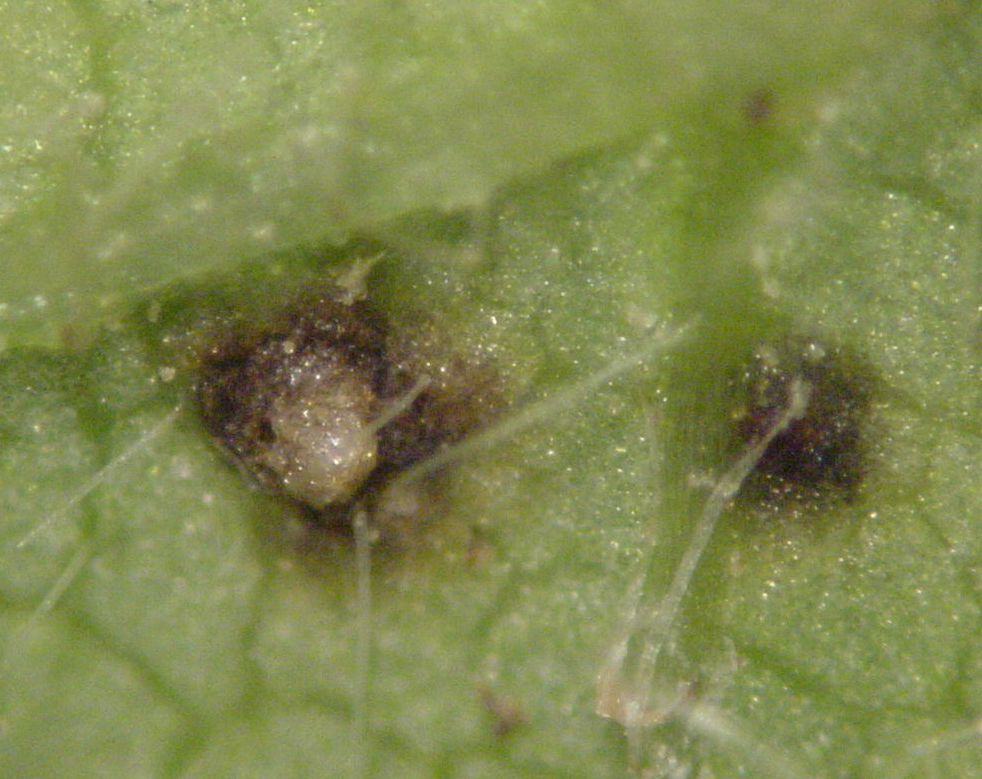 A pustule may be observed in the center of lesions on leaf underside.
