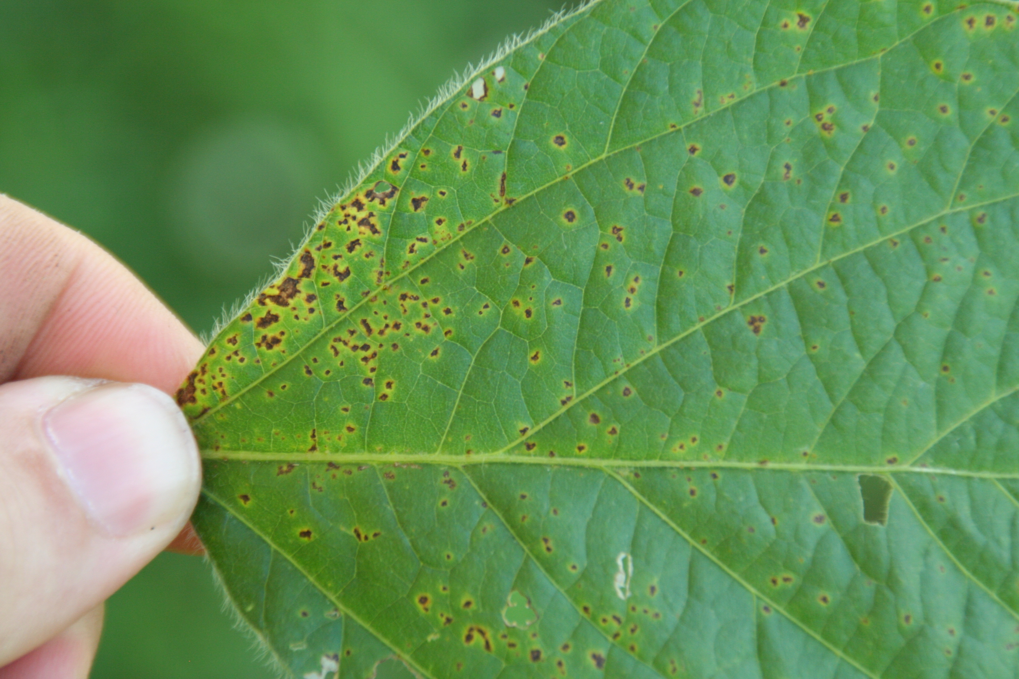 A greenish-yellow halo surrounds each bacterial pustule lesion.
