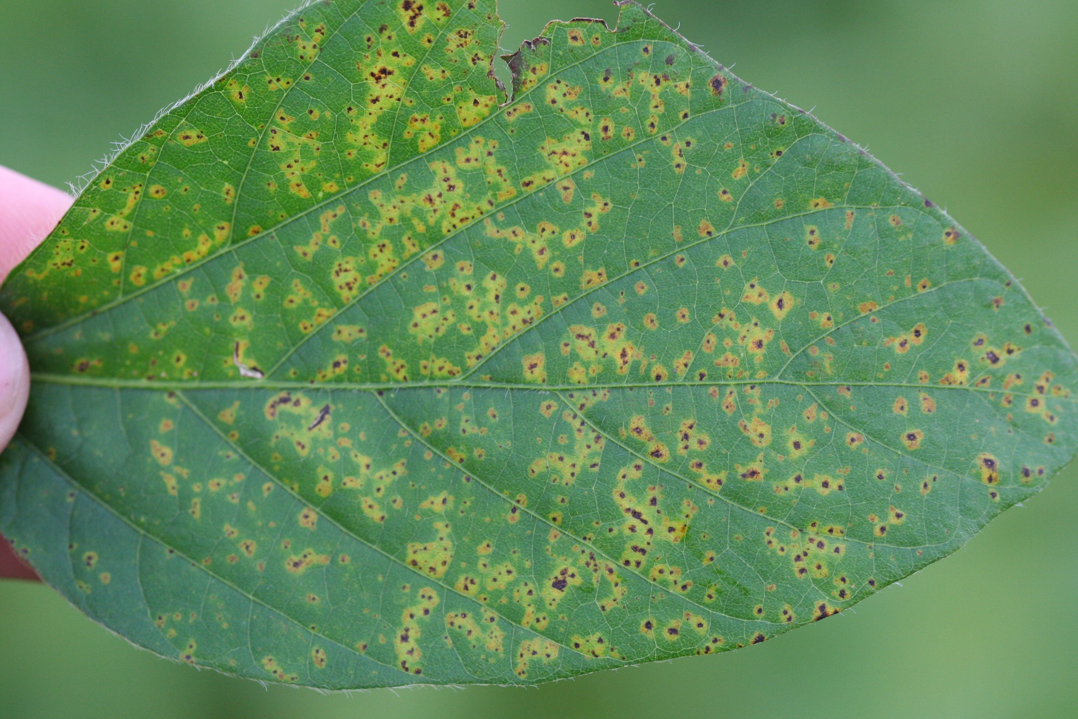 A greenish-yellow halo surrounds each bacterial pustule lesion.