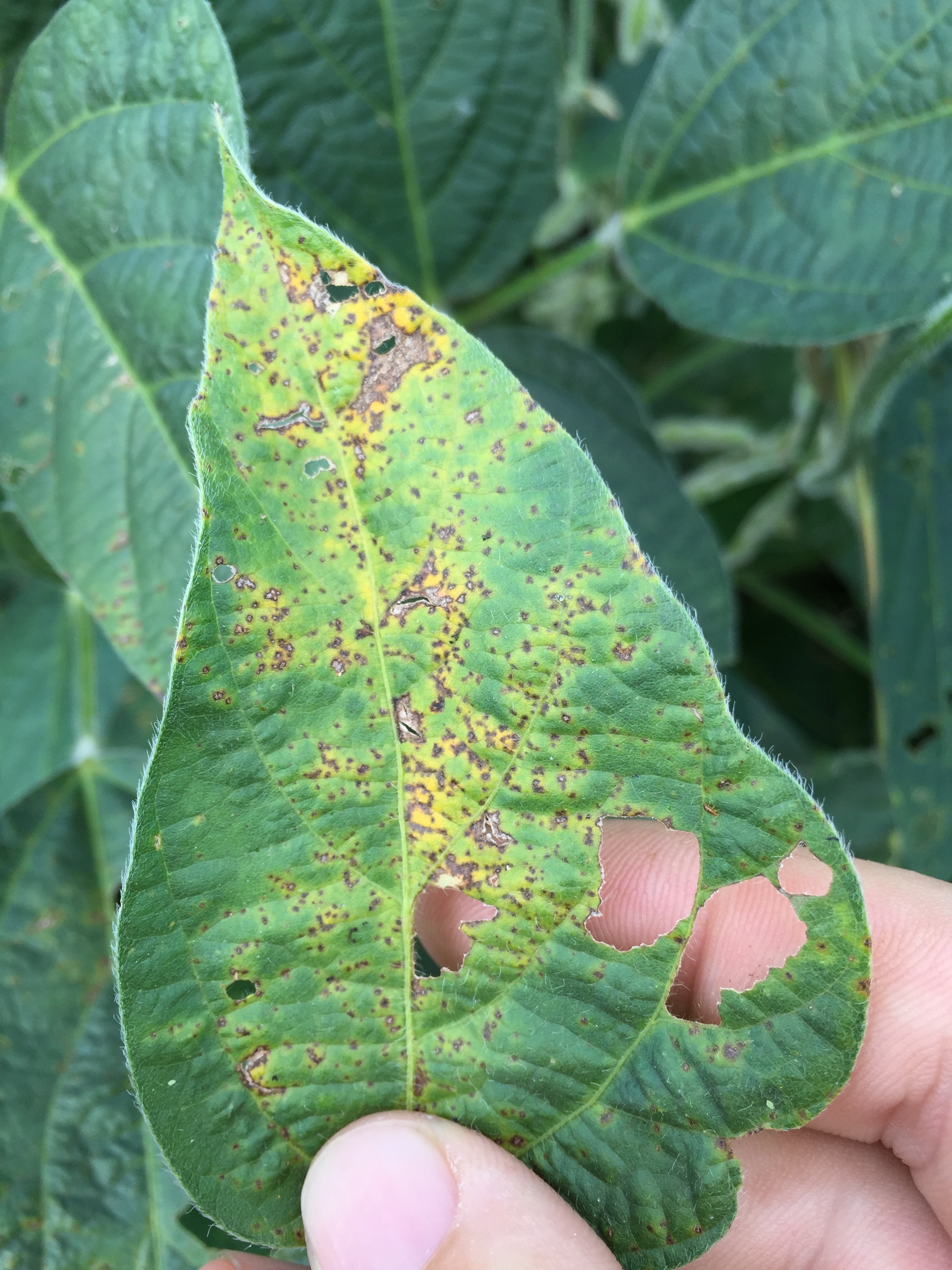 Bacterial pustule lesions are on outer leaves in the mid- to upper canopy.