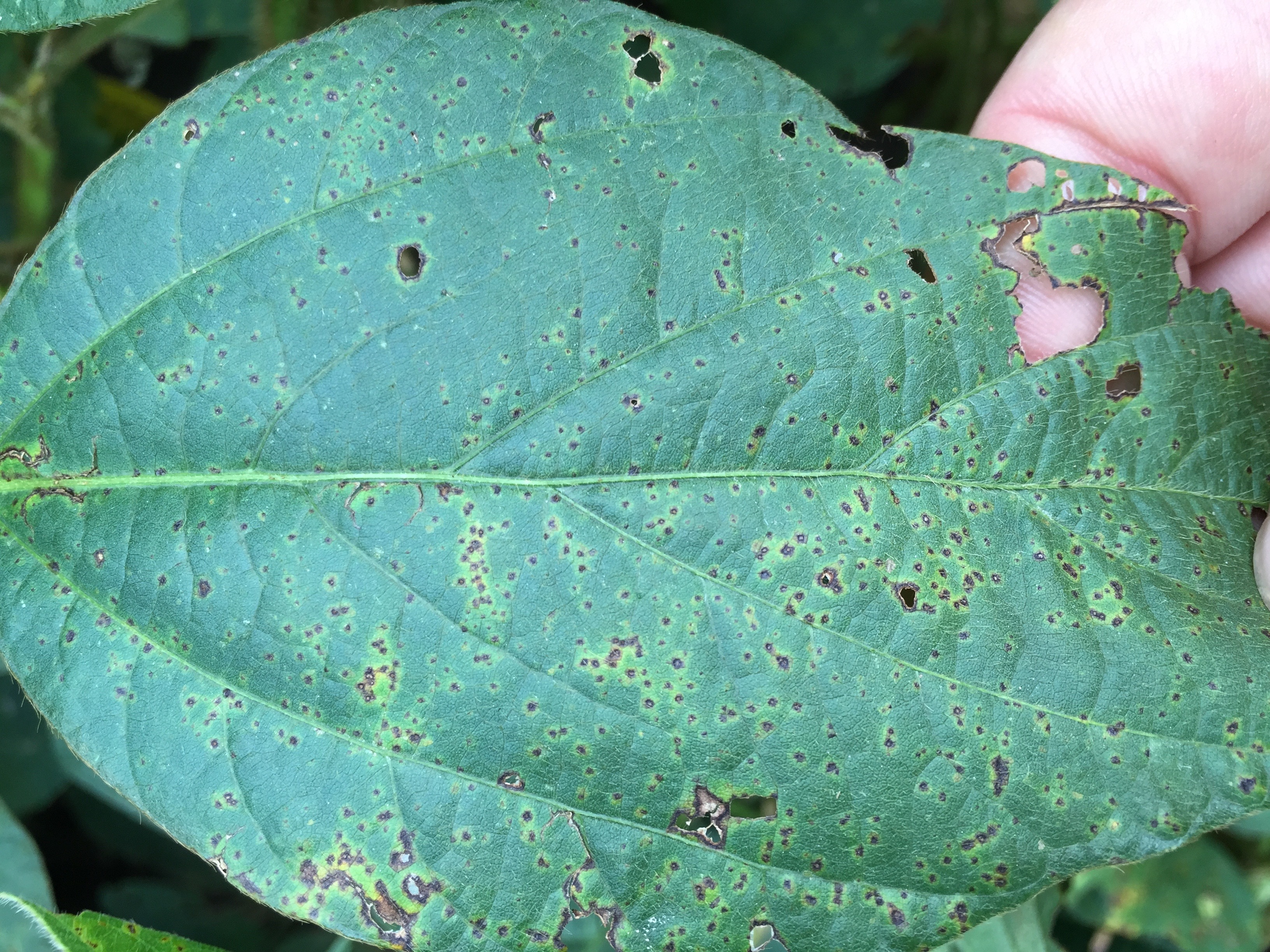 Bacterial pustule occurs mid- to late season when temperatures are warmer.