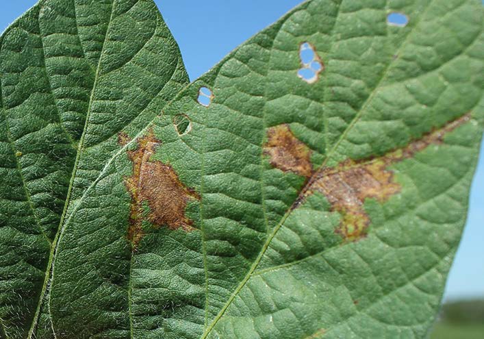 As disease progresses, lesions become red-brown and leaf tissue dies.
