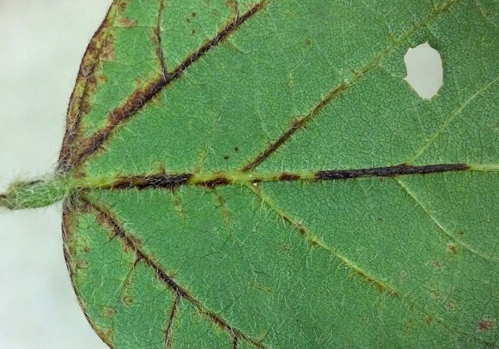 The underside of this soybean leaf shows vein discoloration from soybean vein necrosis.