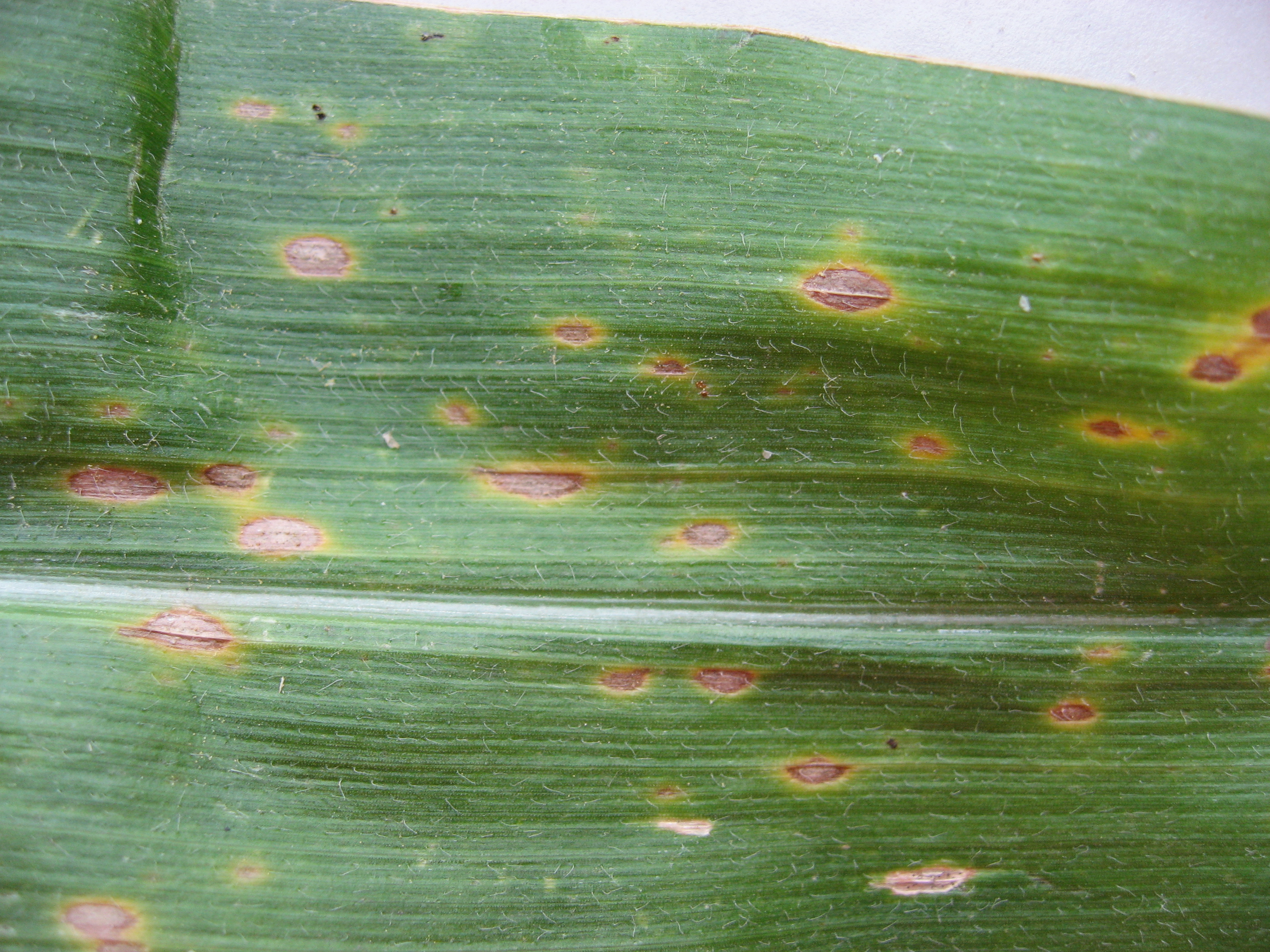 Northern corn leaf spot lesions. 