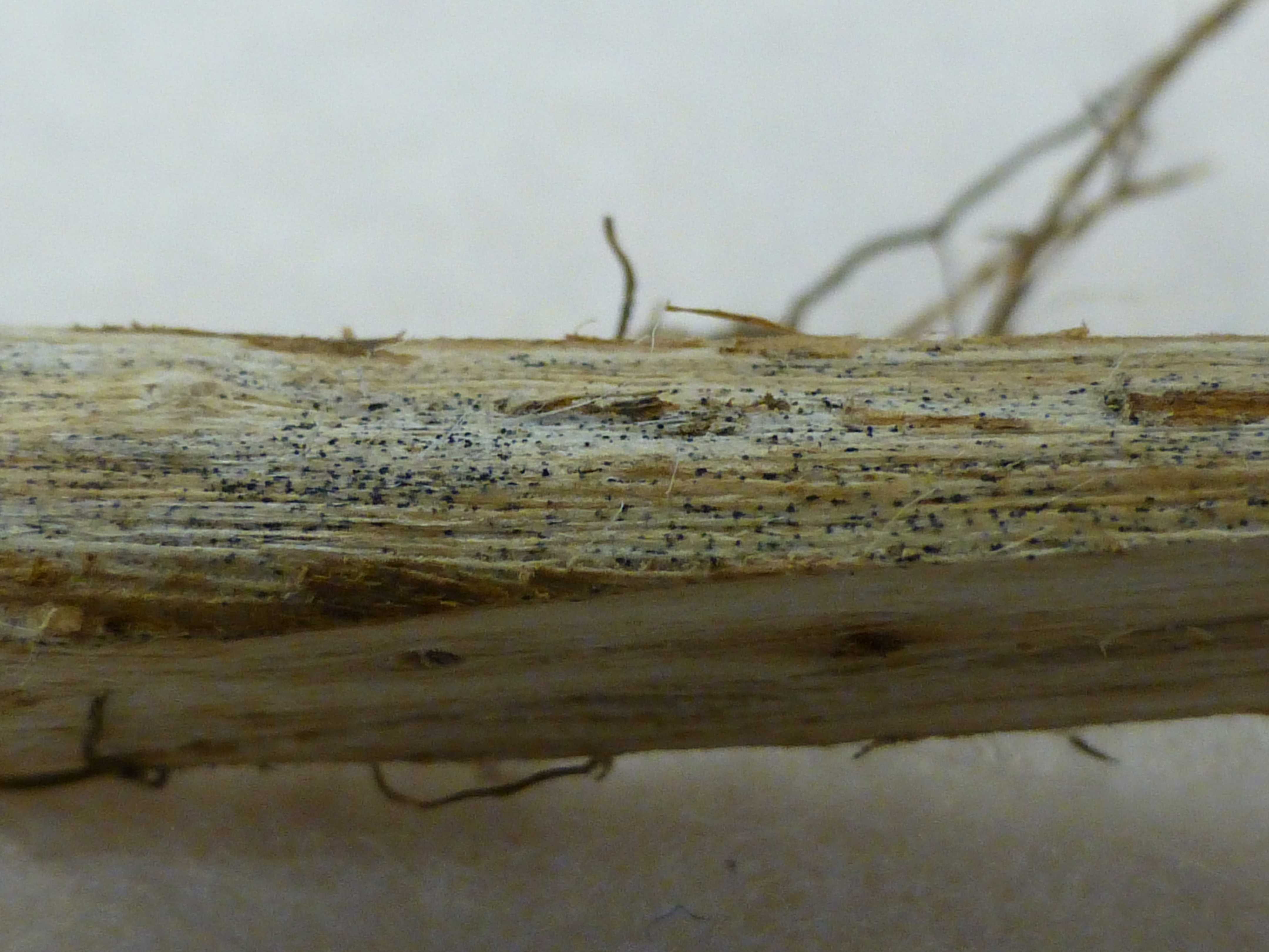 Charcoal-like, gray discoloration from numerous microsclerotia characteristic of charcoal rot.