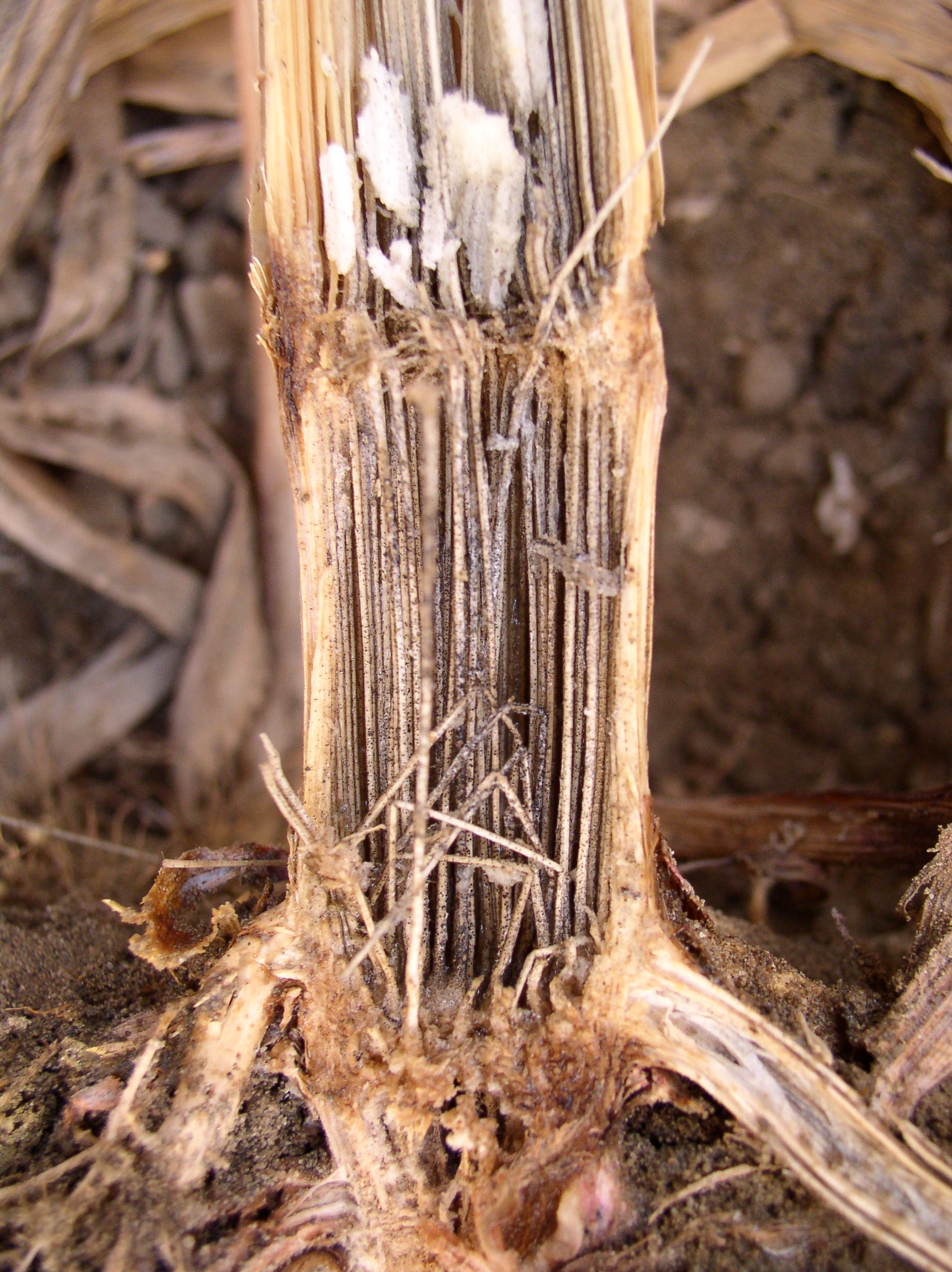 Charcoal Rot of Corn Crop Protection Network