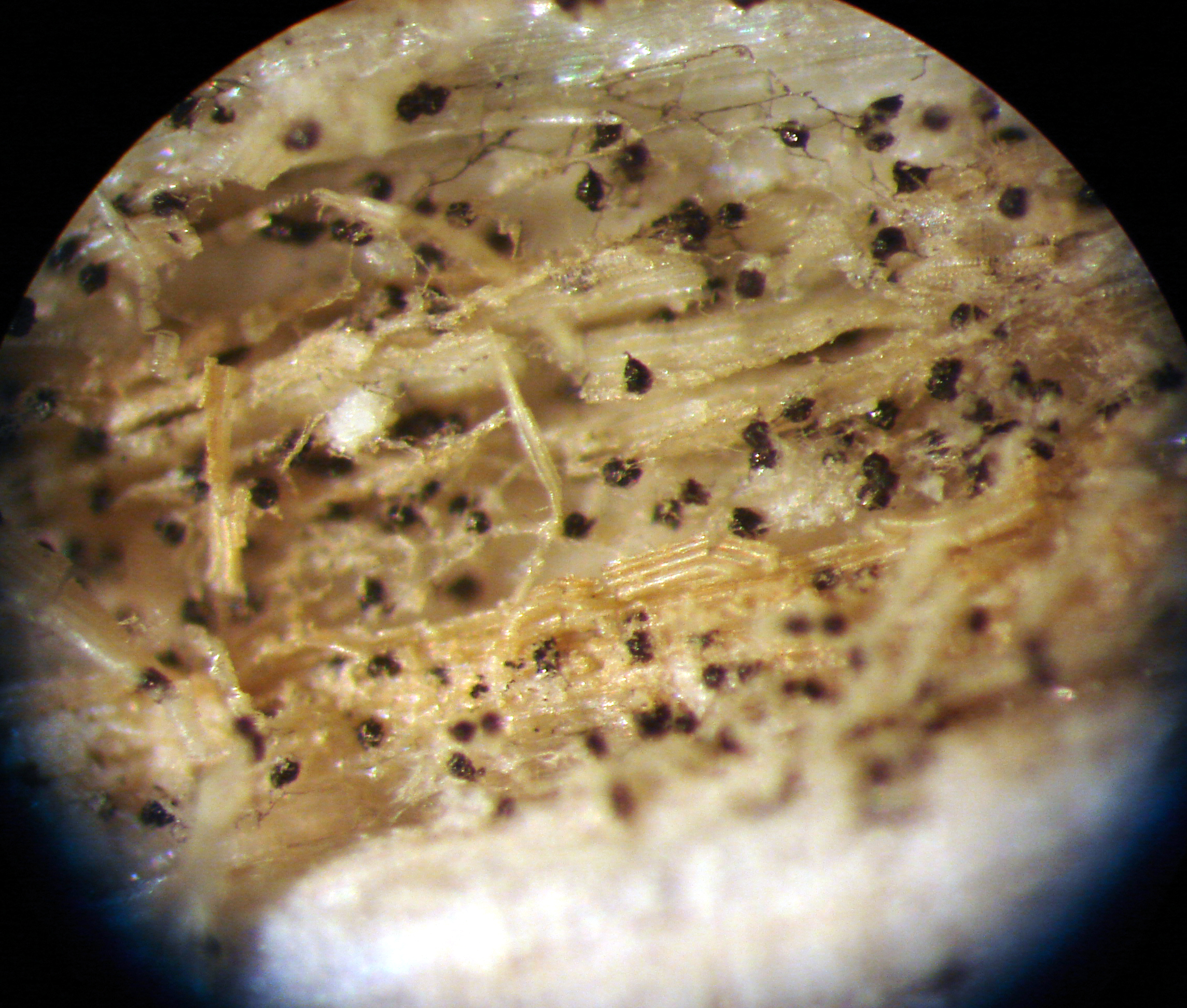Close-up of microsclerotia in plant tissue. 