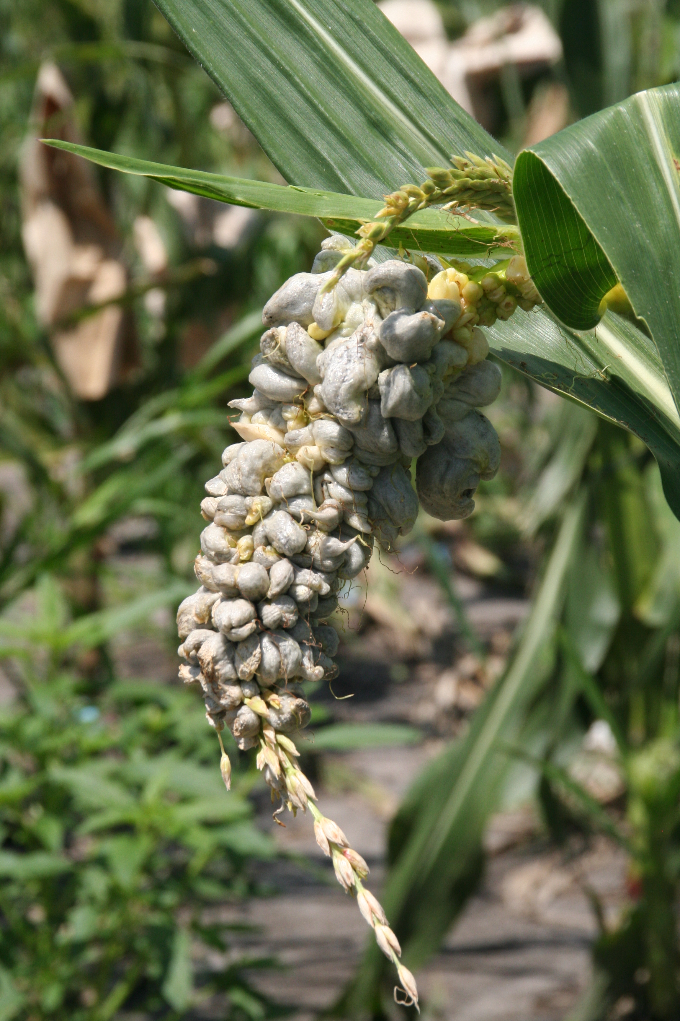 Common Smut of Corn Crop Protection Network