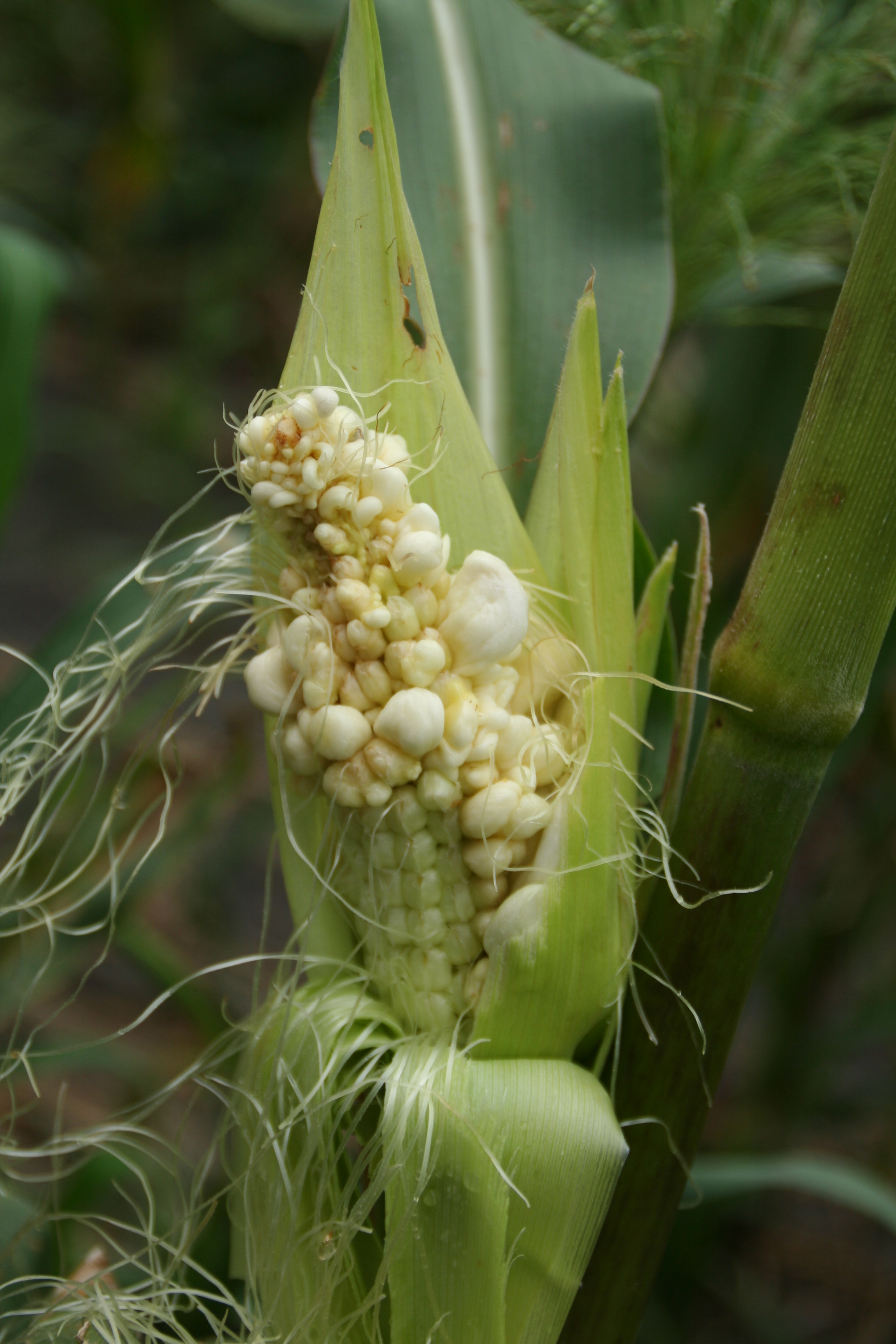 Common Smut of Corn Crop Protection Network
