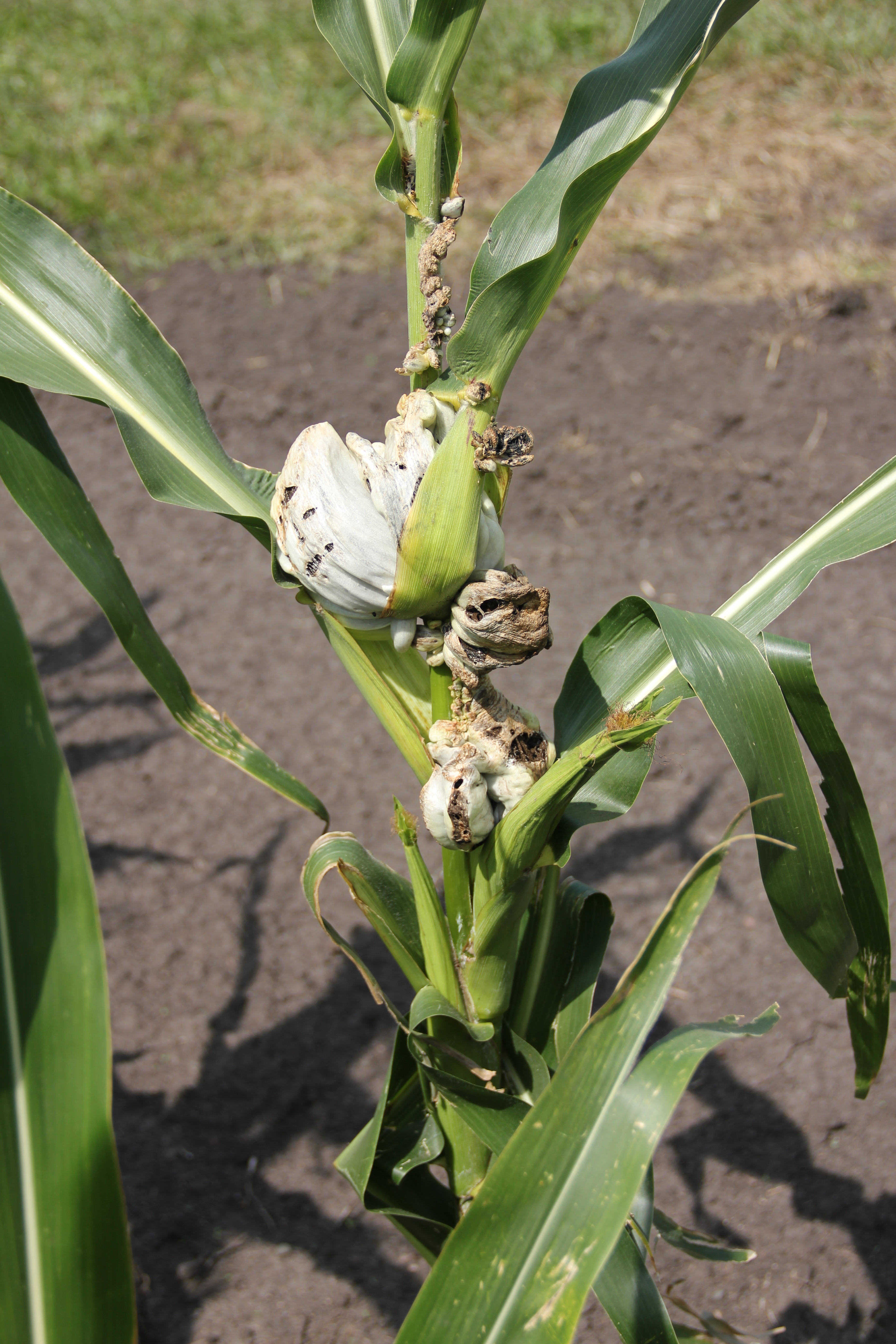 Common Smut of Corn Crop Protection Network