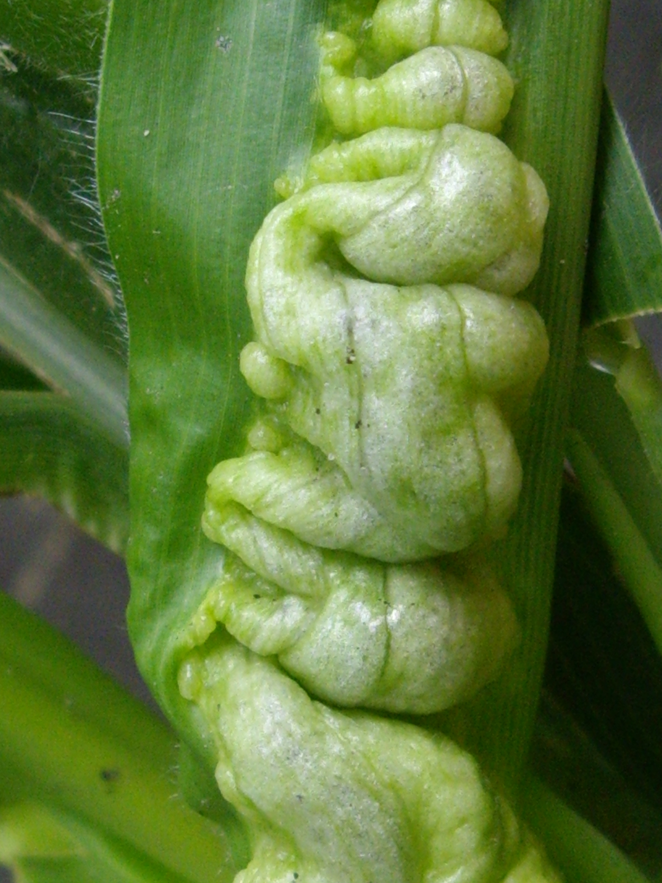 Common Smut of Corn Crop Protection Network
