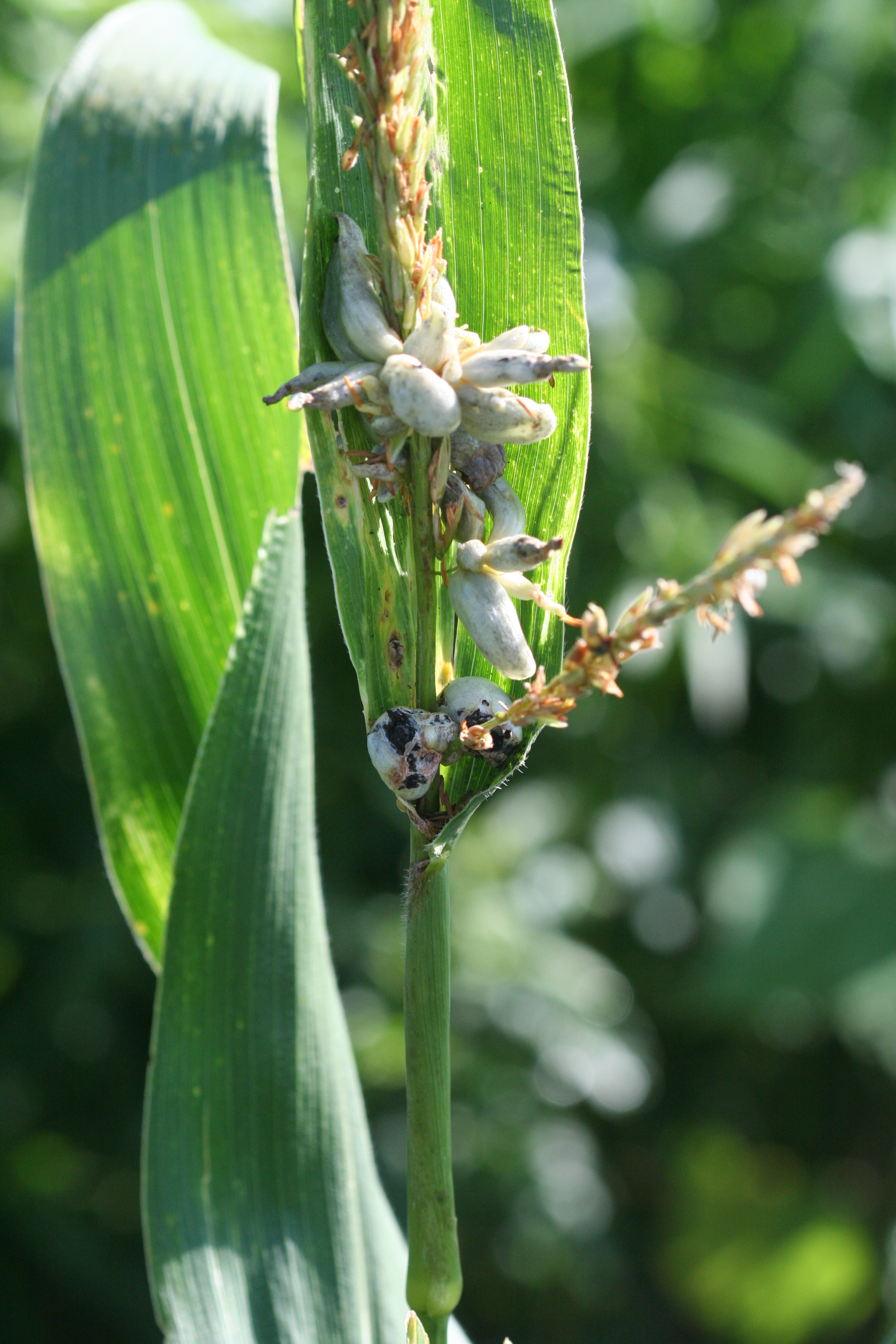 Common Smut of Corn Crop Protection Network