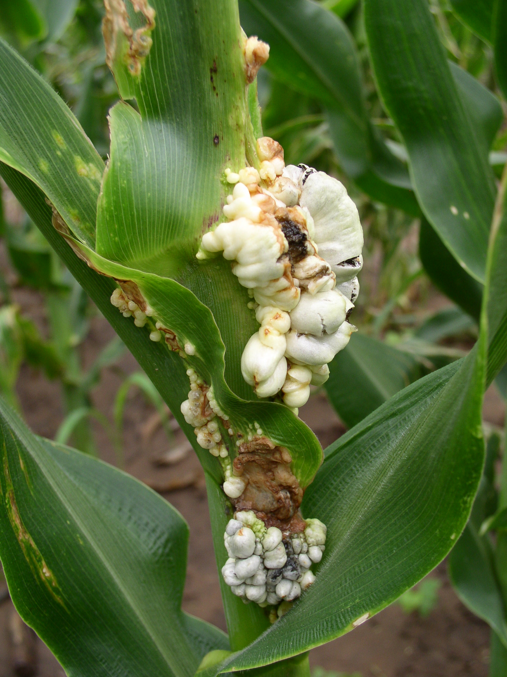 Common Smut of Corn Crop Protection Network