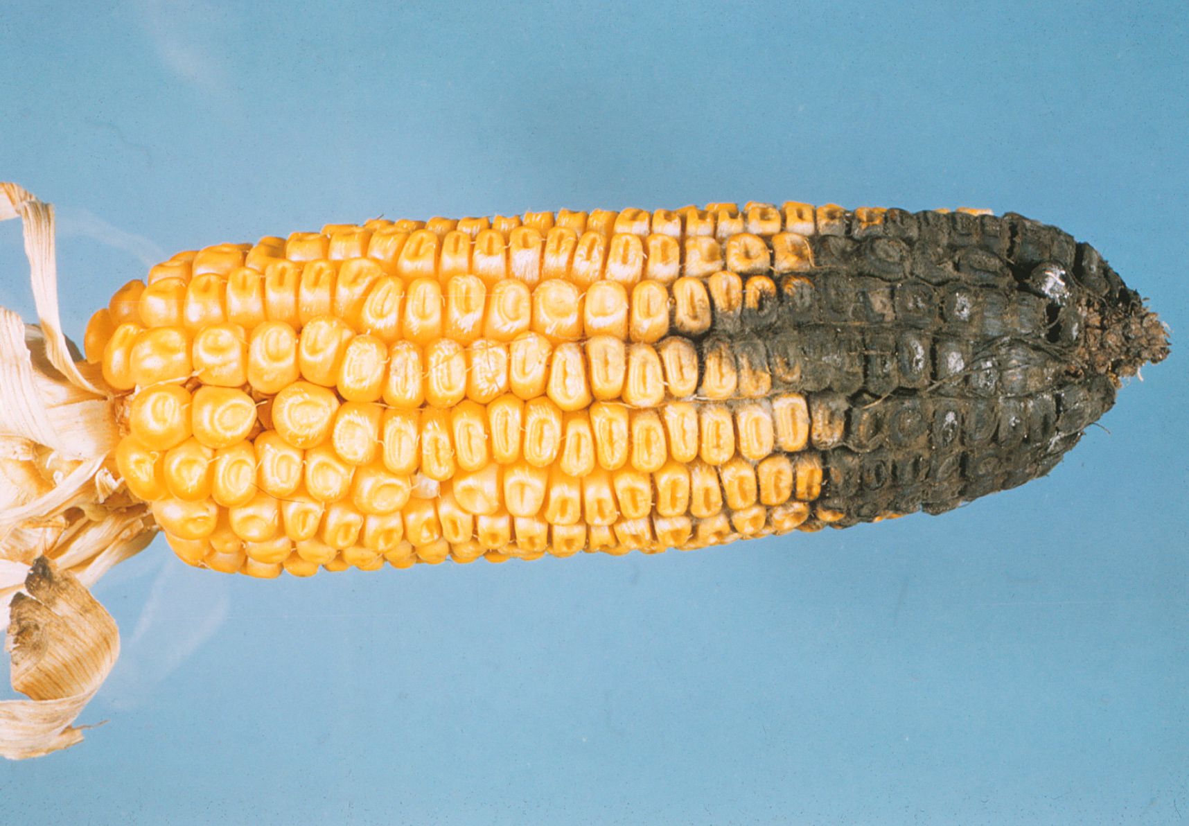 Northern corn leaf spot race 2 mold on kernels.