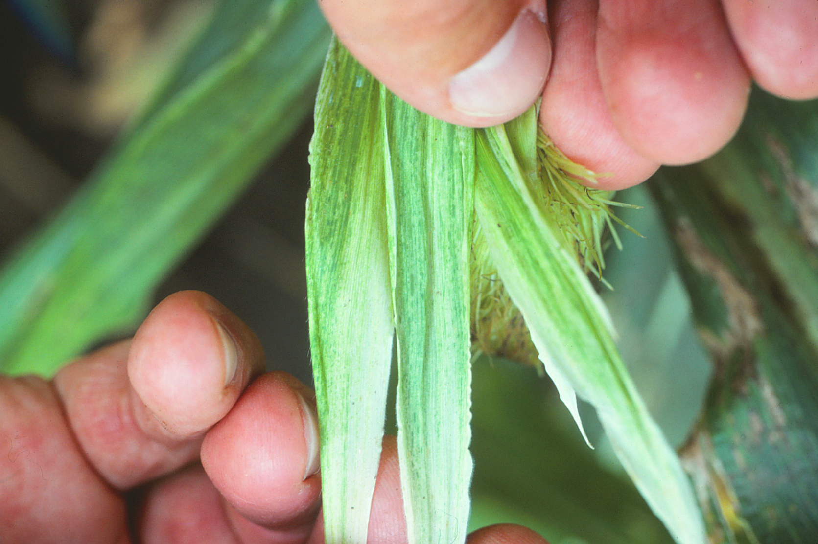 Maize Dwarf Mosaic of Corn Crop Protection Network