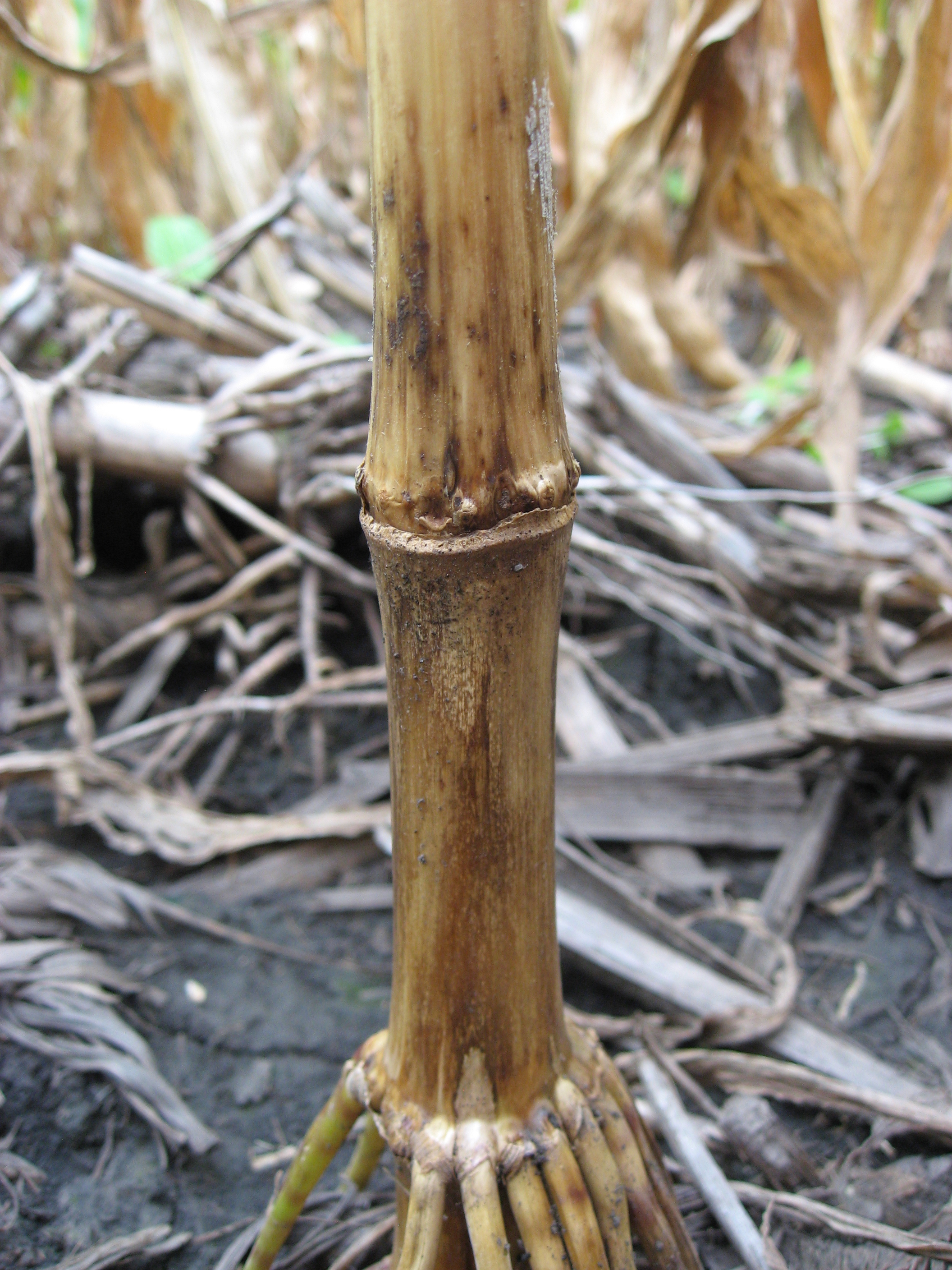 Fusarium stalk rot can cause brown streaks on the lower internodes.