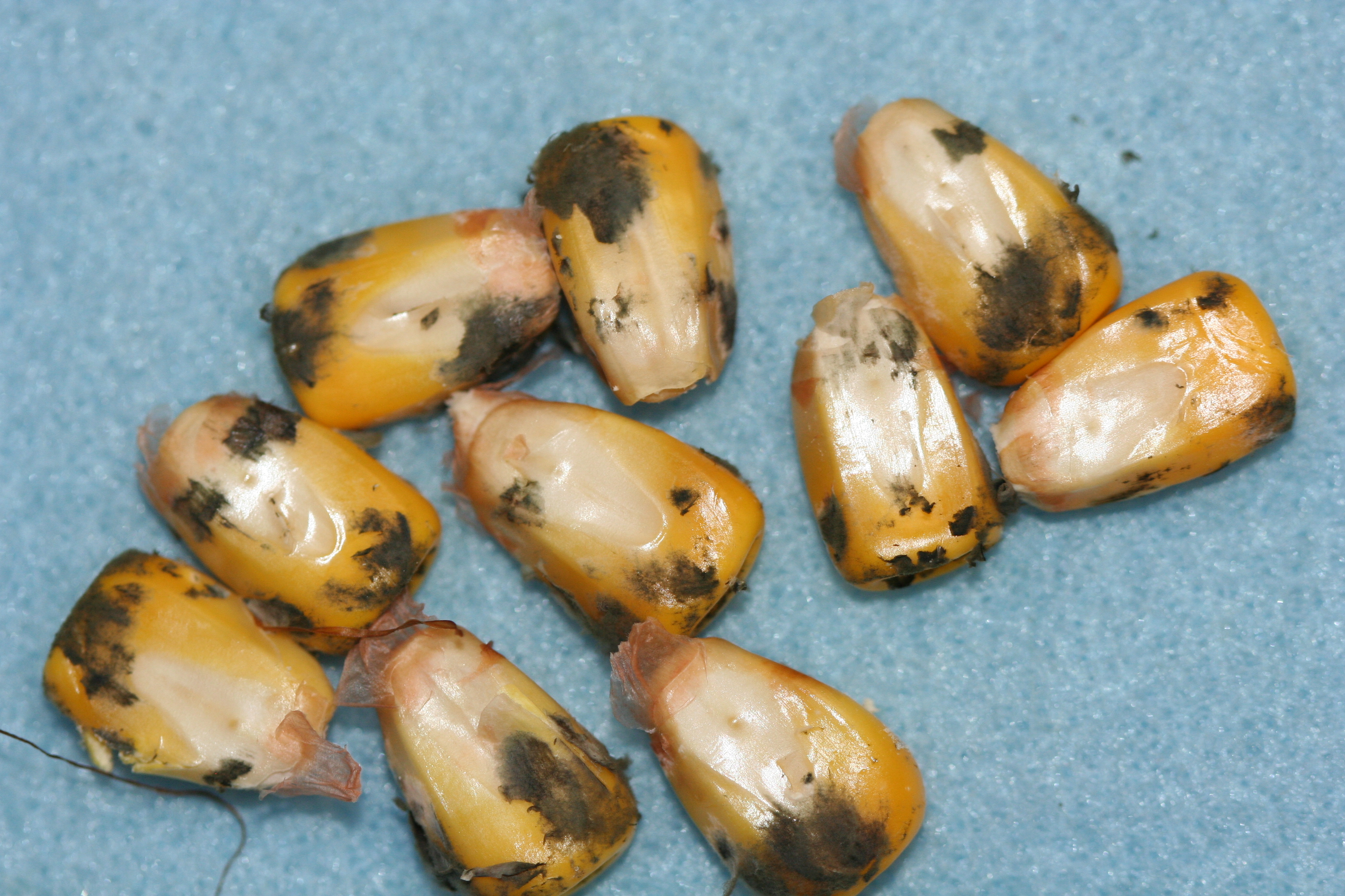 Cladosporium ear rot on individual kernels.