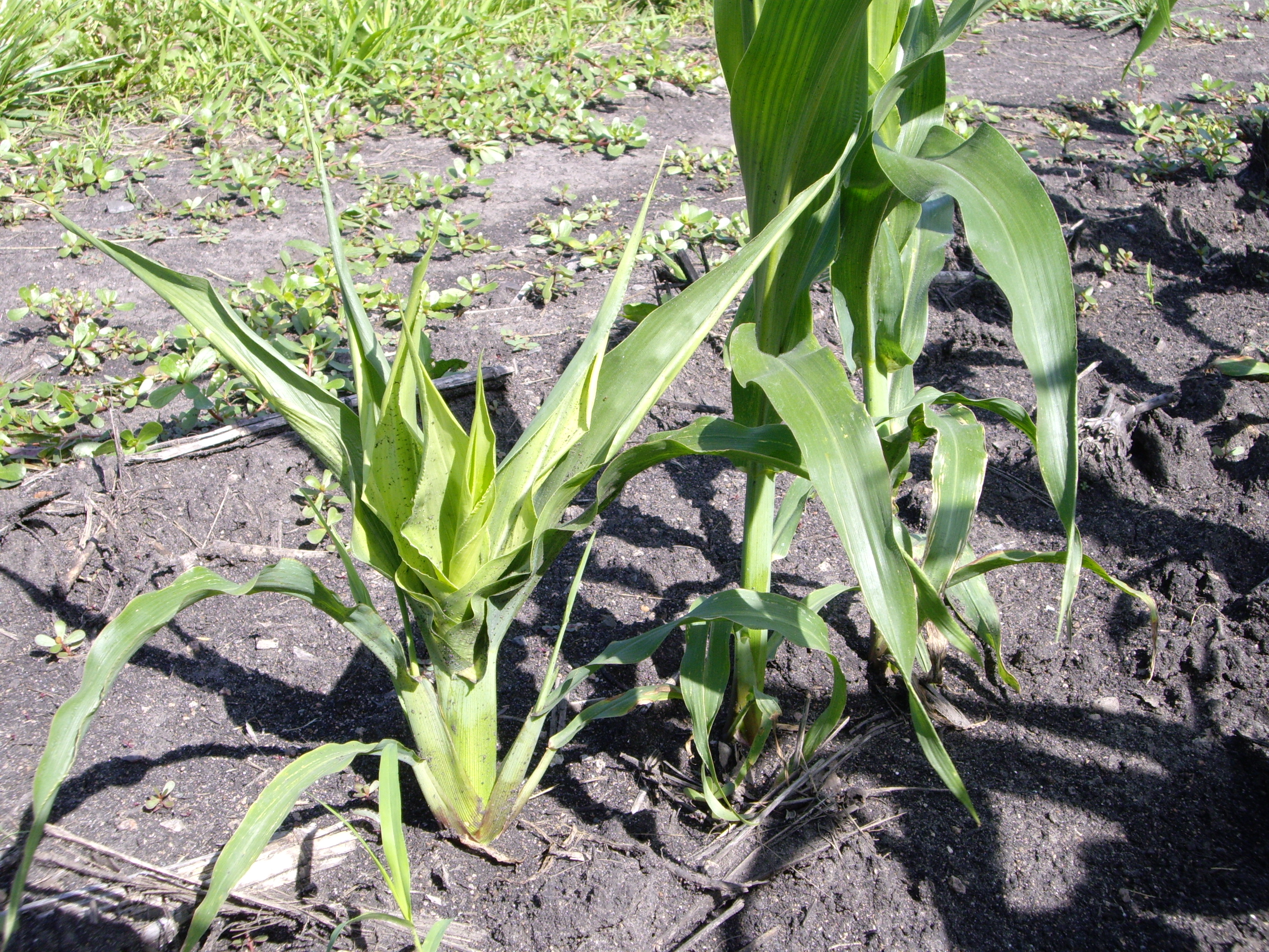Crazy top symptoms include excessive tillering and shortened internodes.