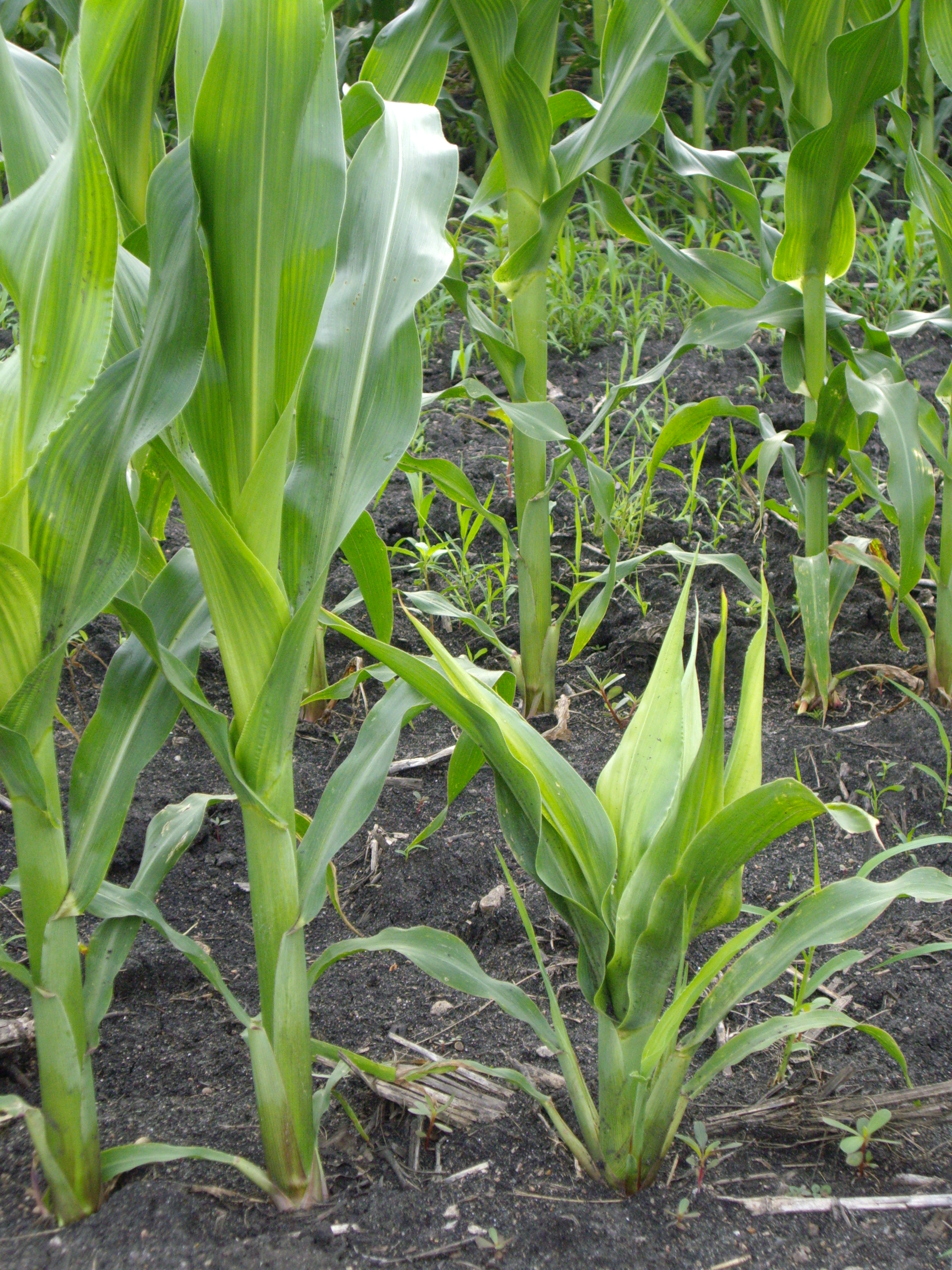 Crazy top symptoms include excessive tillering and shortened internodes.