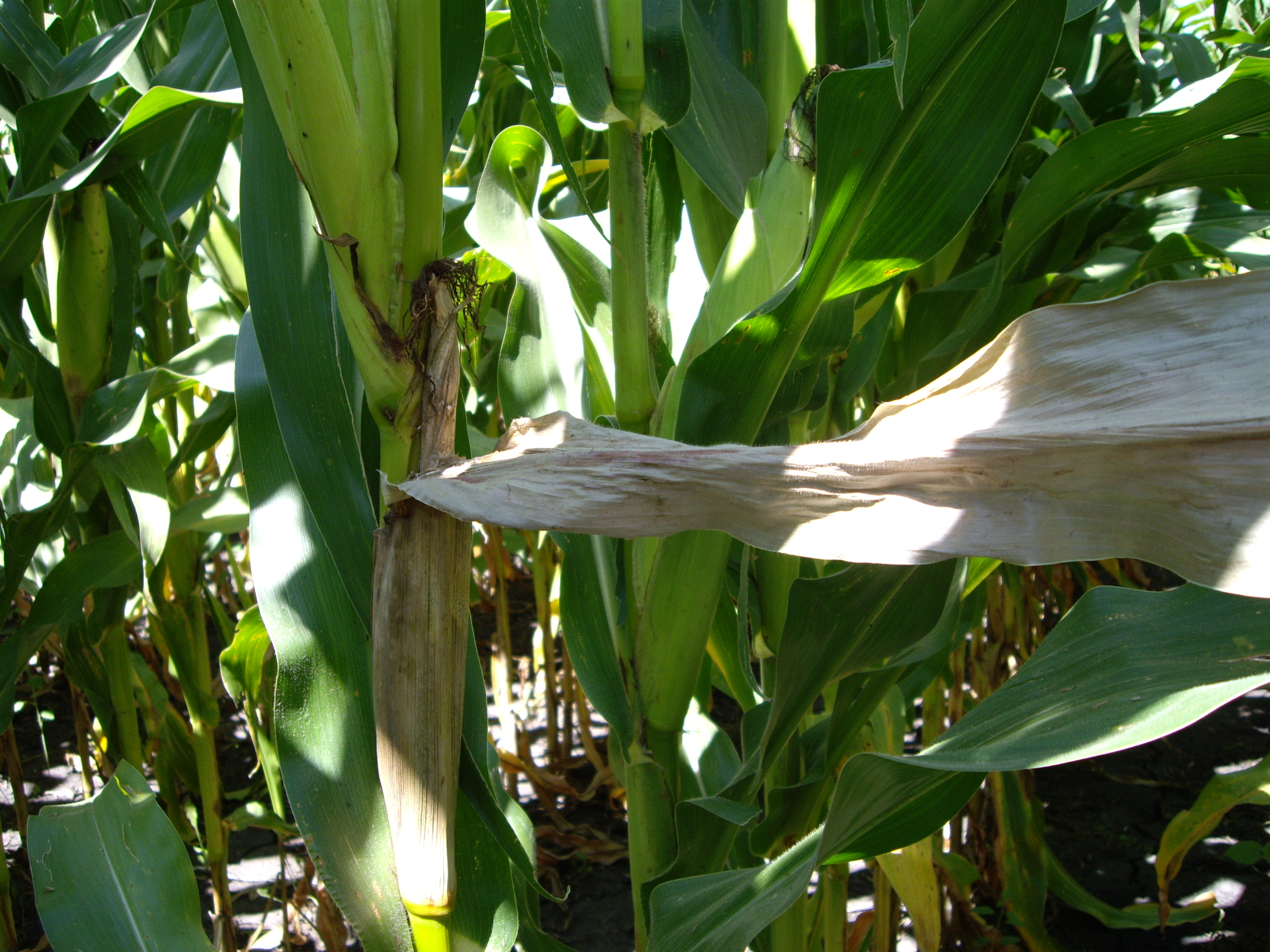 A dead flag leaf is an easily recognized symptom of Diplodia ear rot.