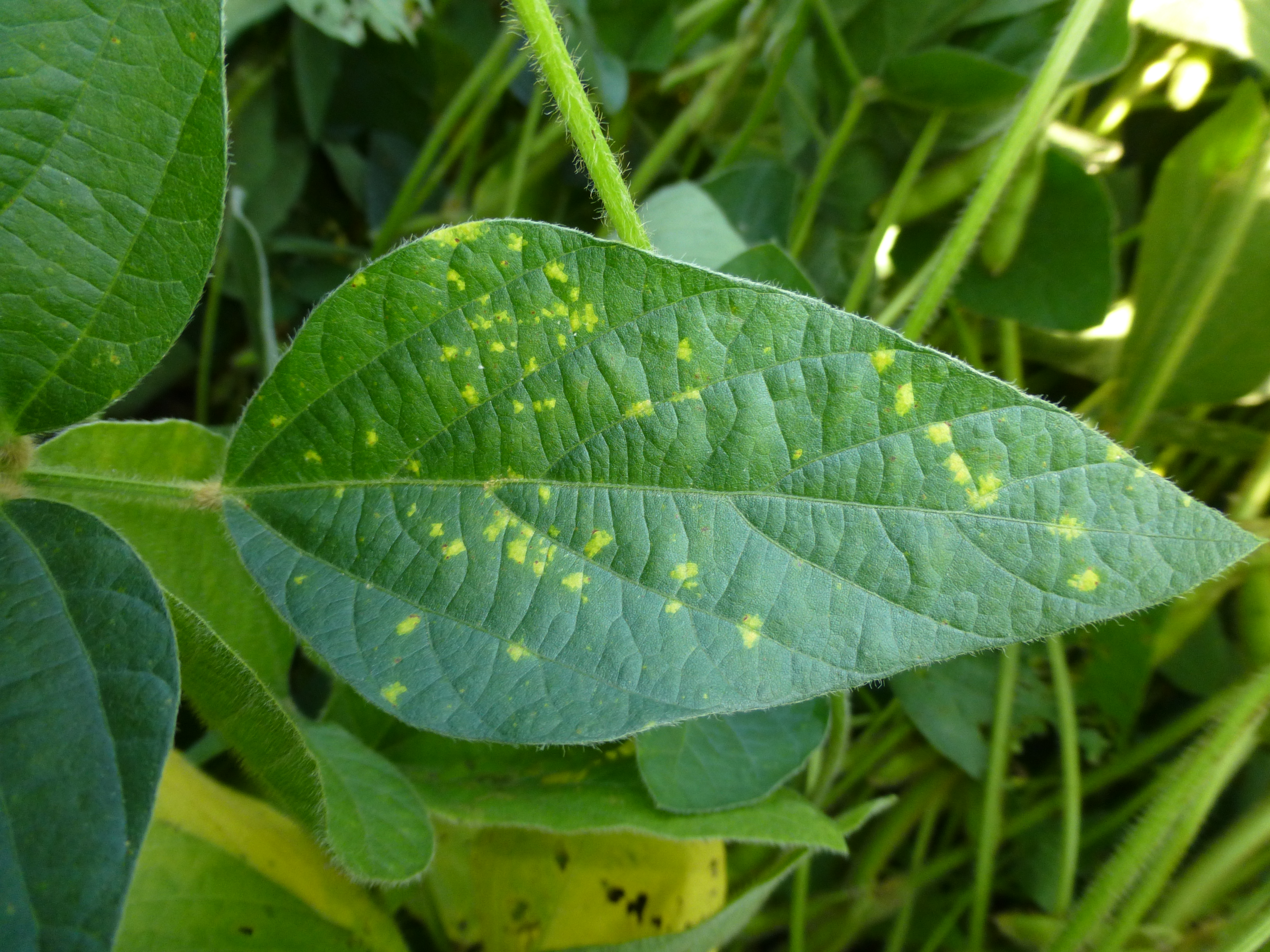 Downy mildew lesions enlarge into pale to bright yellow spots over time.