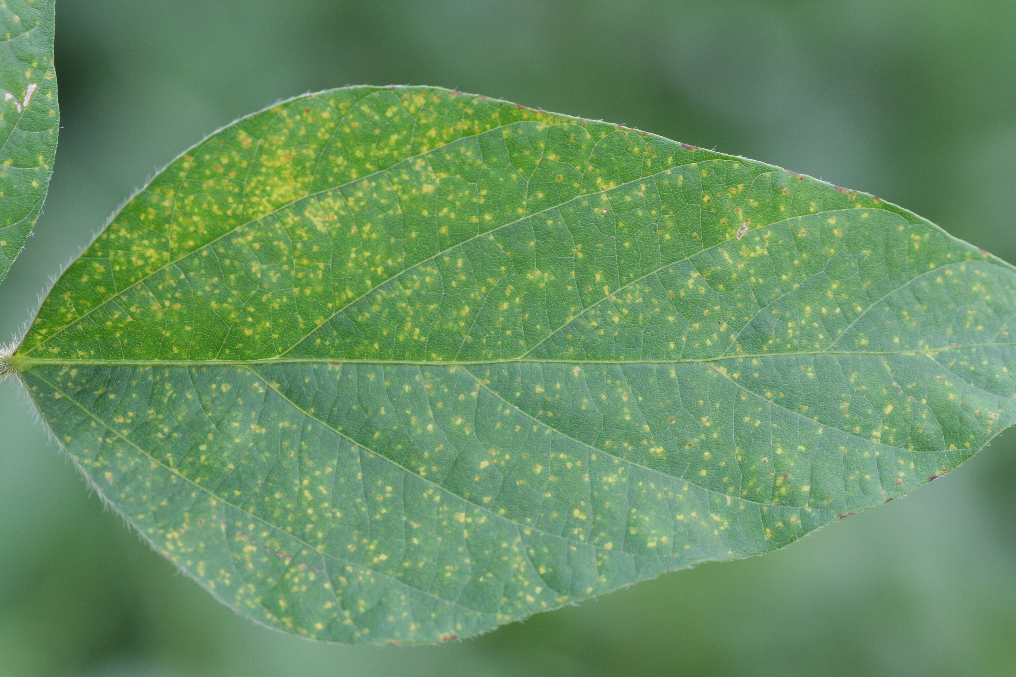 Younger leaves are more susceptible to downy mildew. 