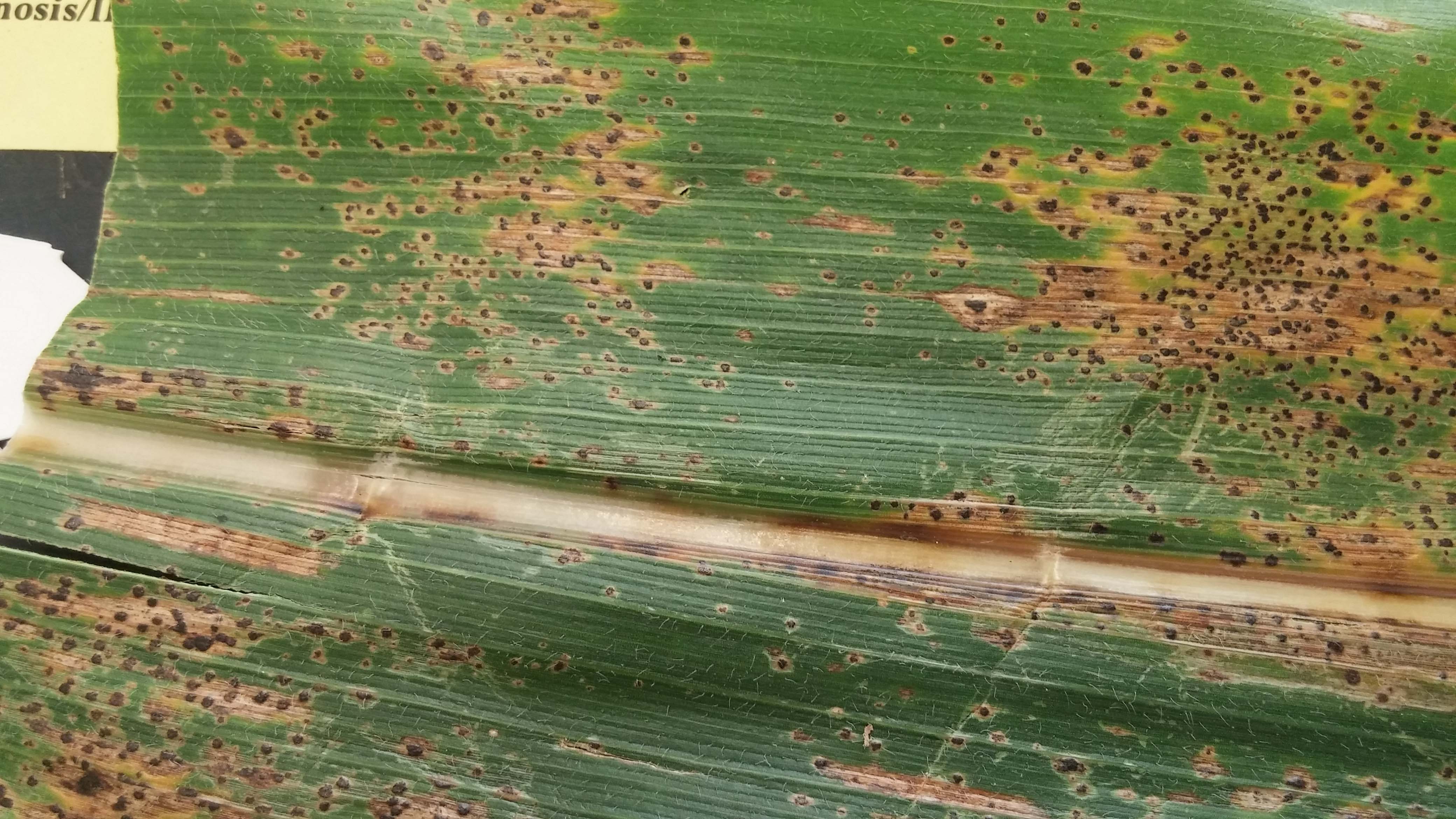 Characteristic tar spot symptoms and signs on corn leaf.