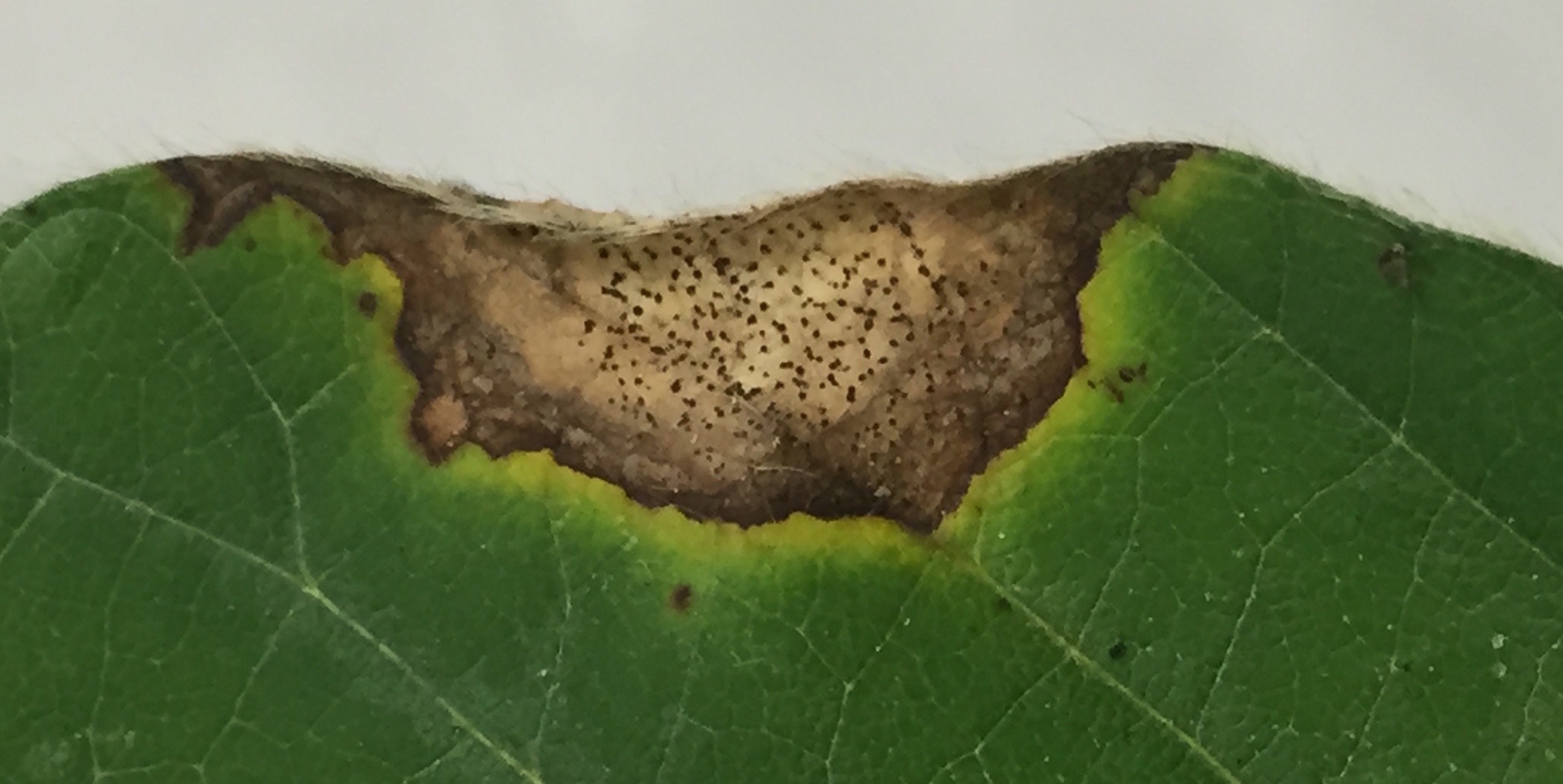 Small, black pycnidia may be observed in older Phyllosticta leaf spot lesions.