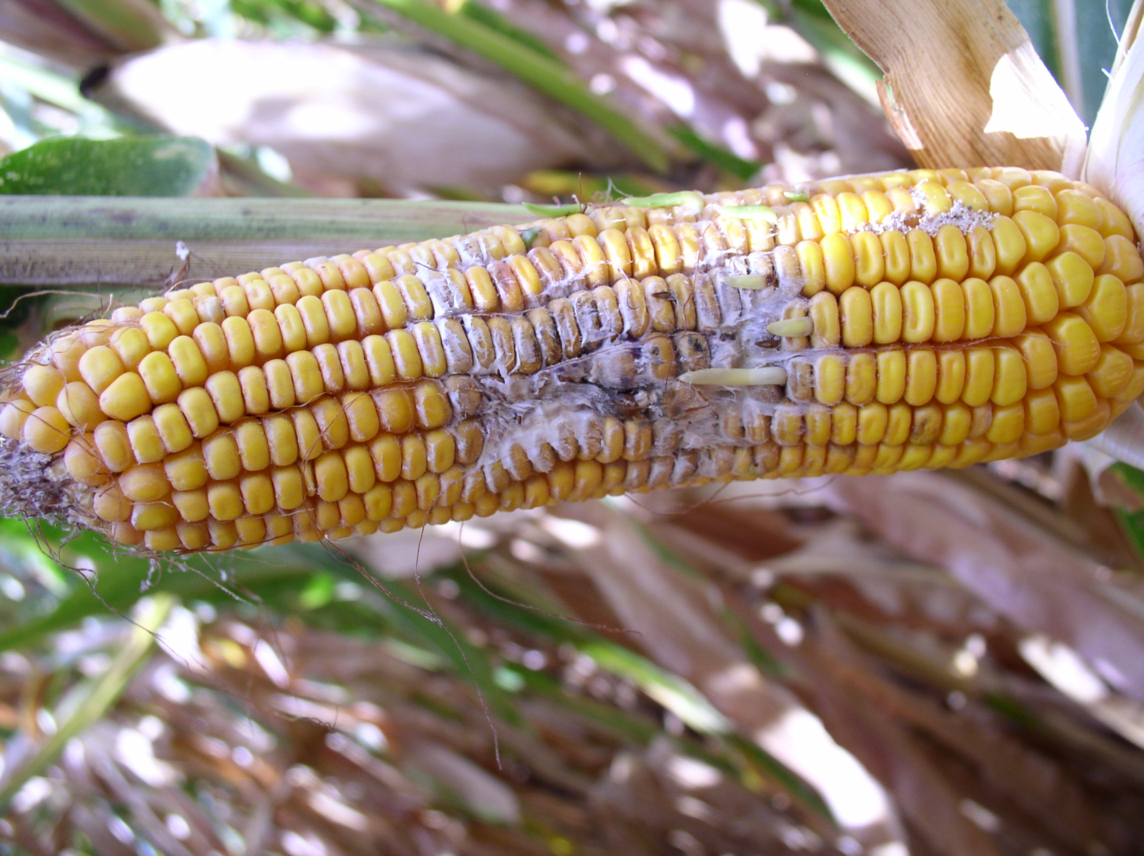 Fusarium ear rot often begins with insect-damaged kernels.