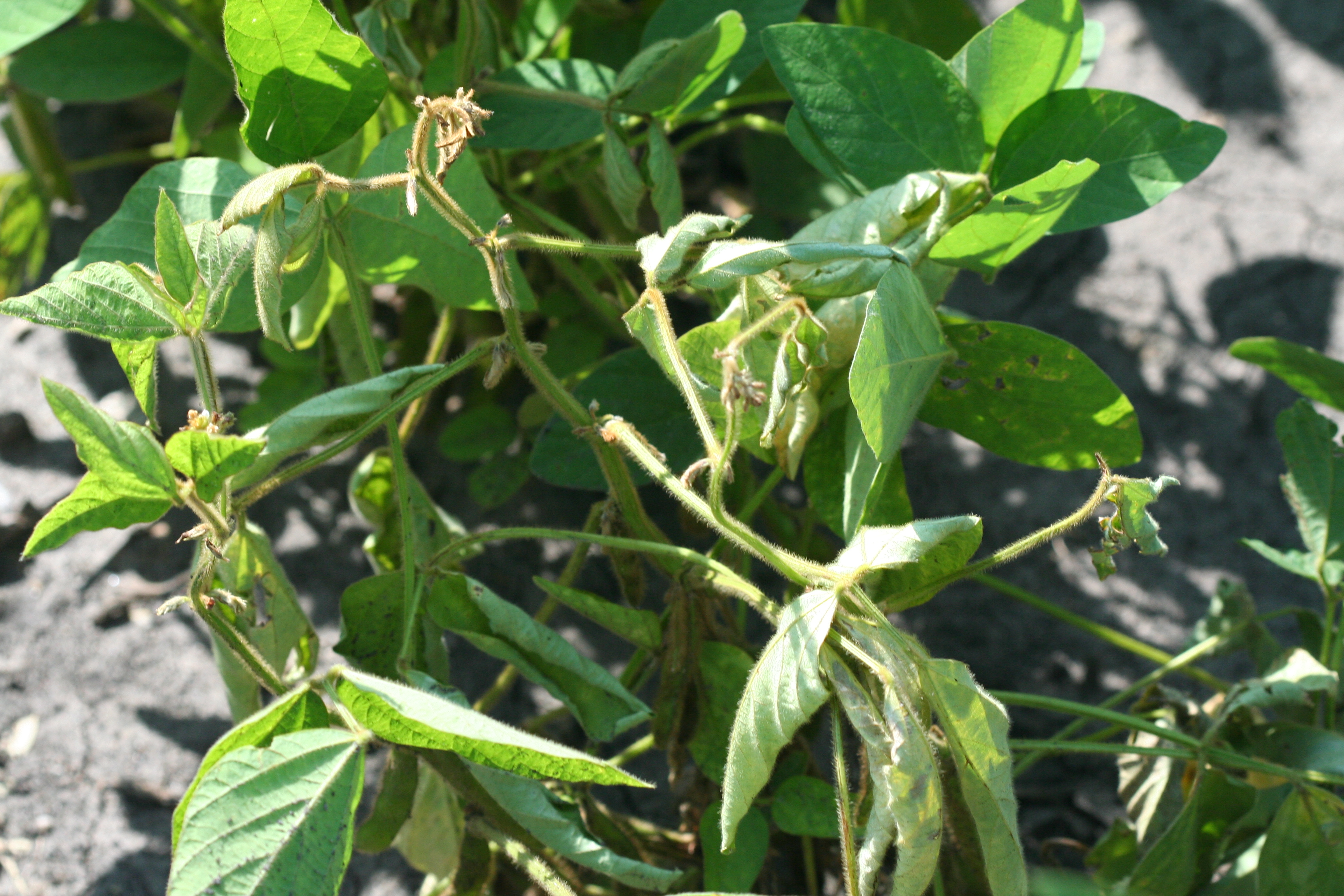 Wilting of soybean stem tips is a symptom of Fusarium root rot and wilt.