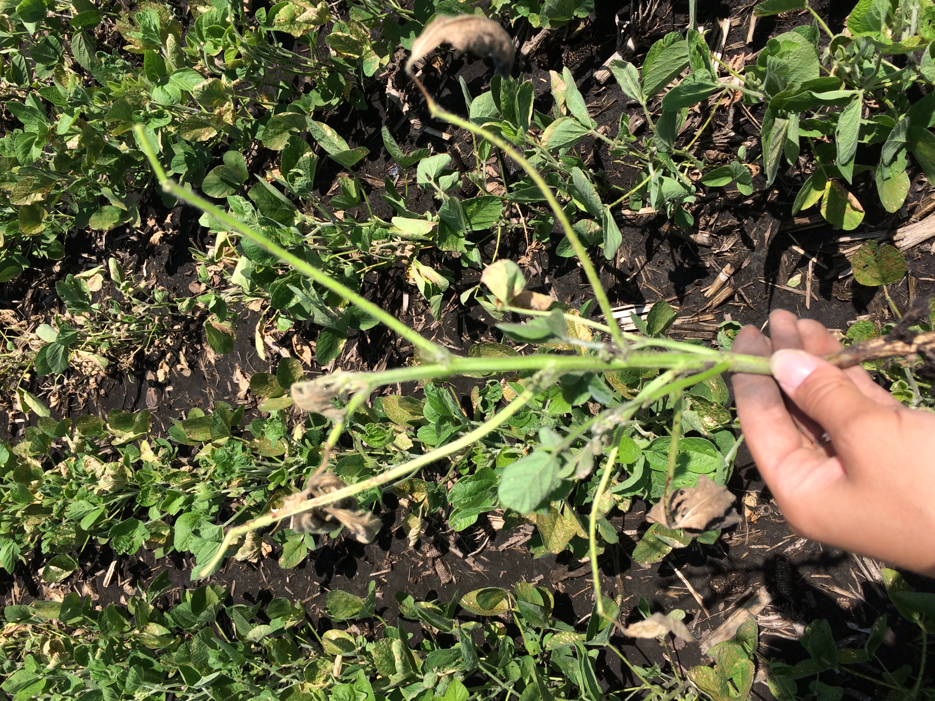 Wilting of soybean stem tips is a symptom of Fusarium root rot and wilt.