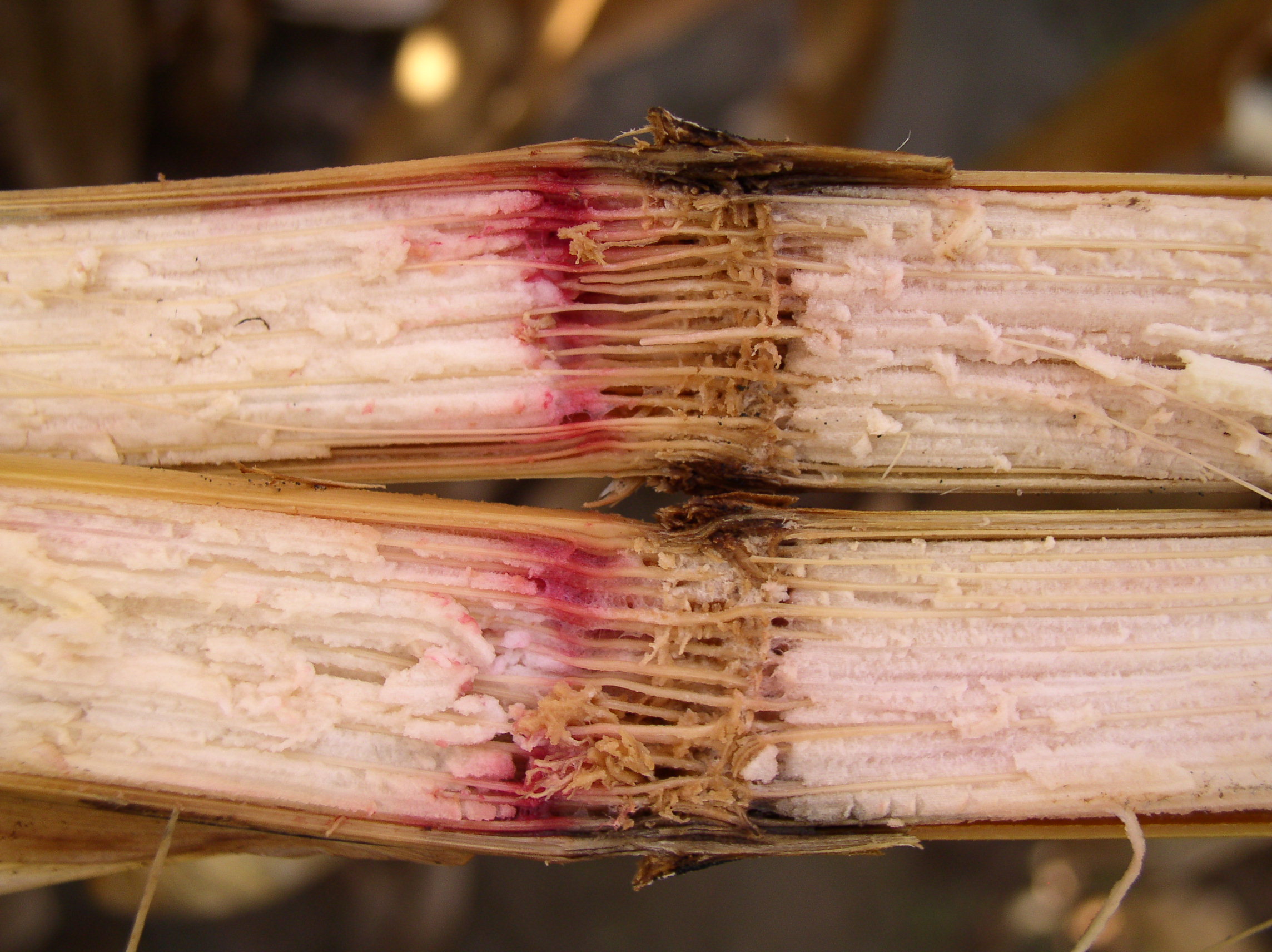 Pith shredding and discoloration indicative of Gibberella stalk rot.