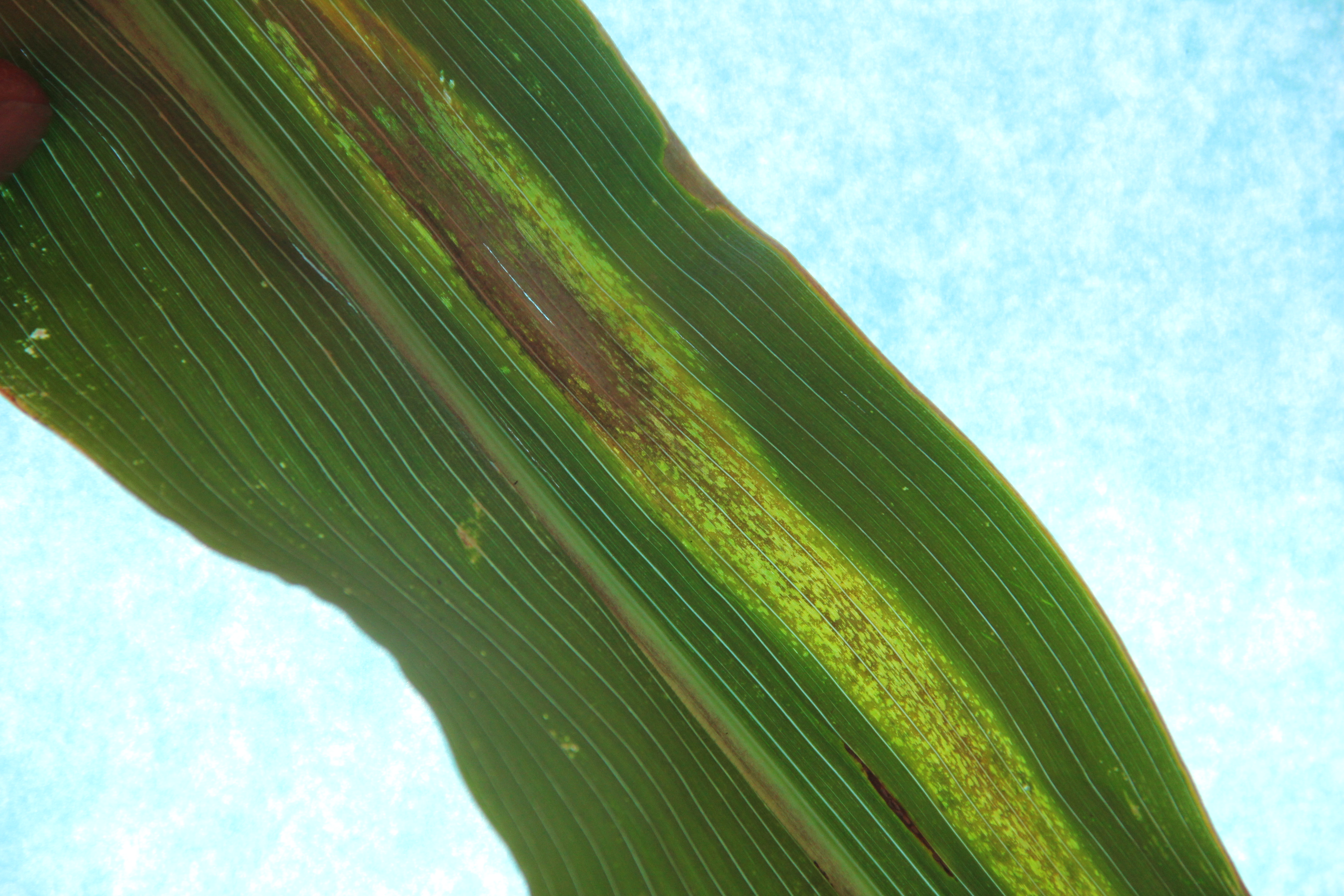 The freckles in a Goss's wilt lesion are transparent when held up to a light. 
