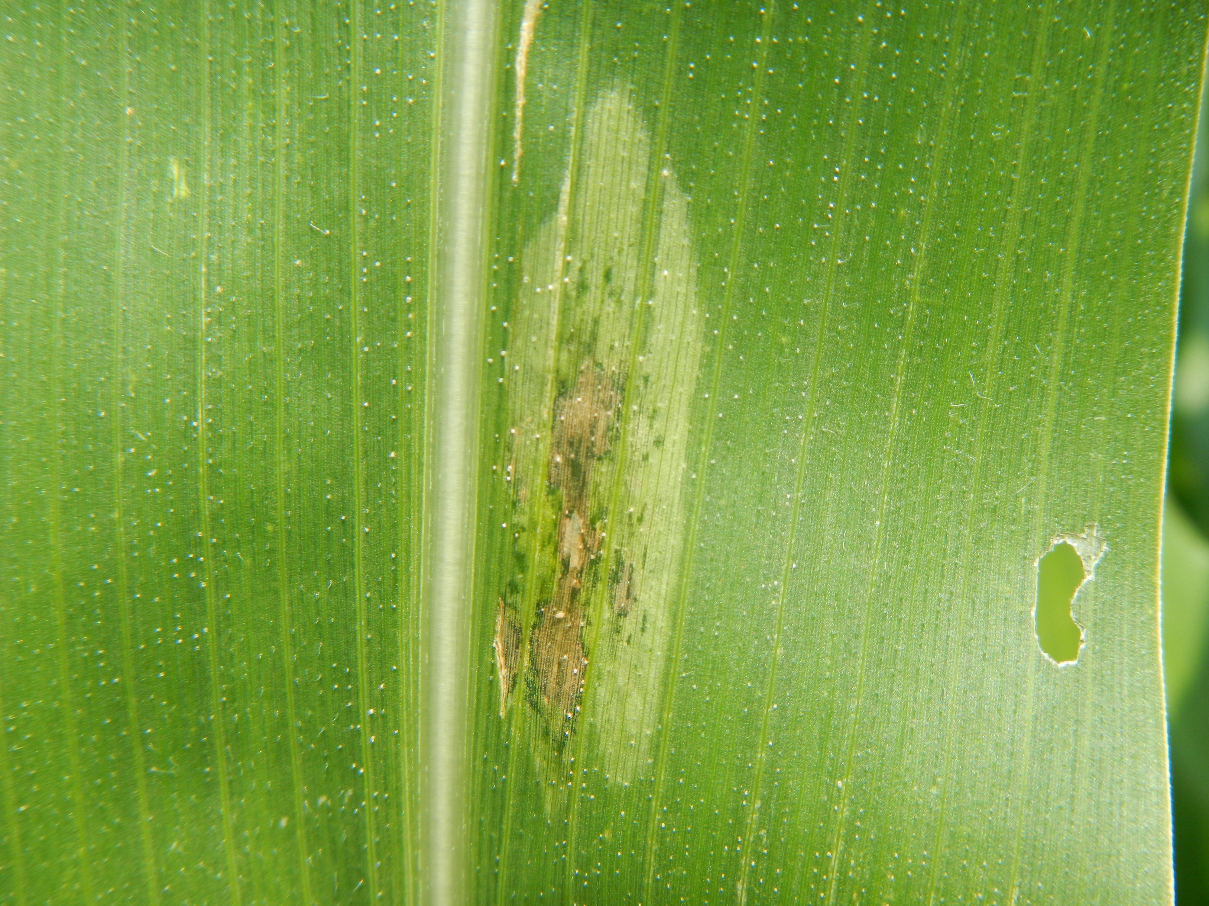 Early Goss's wilt lesion forming on leaf. 