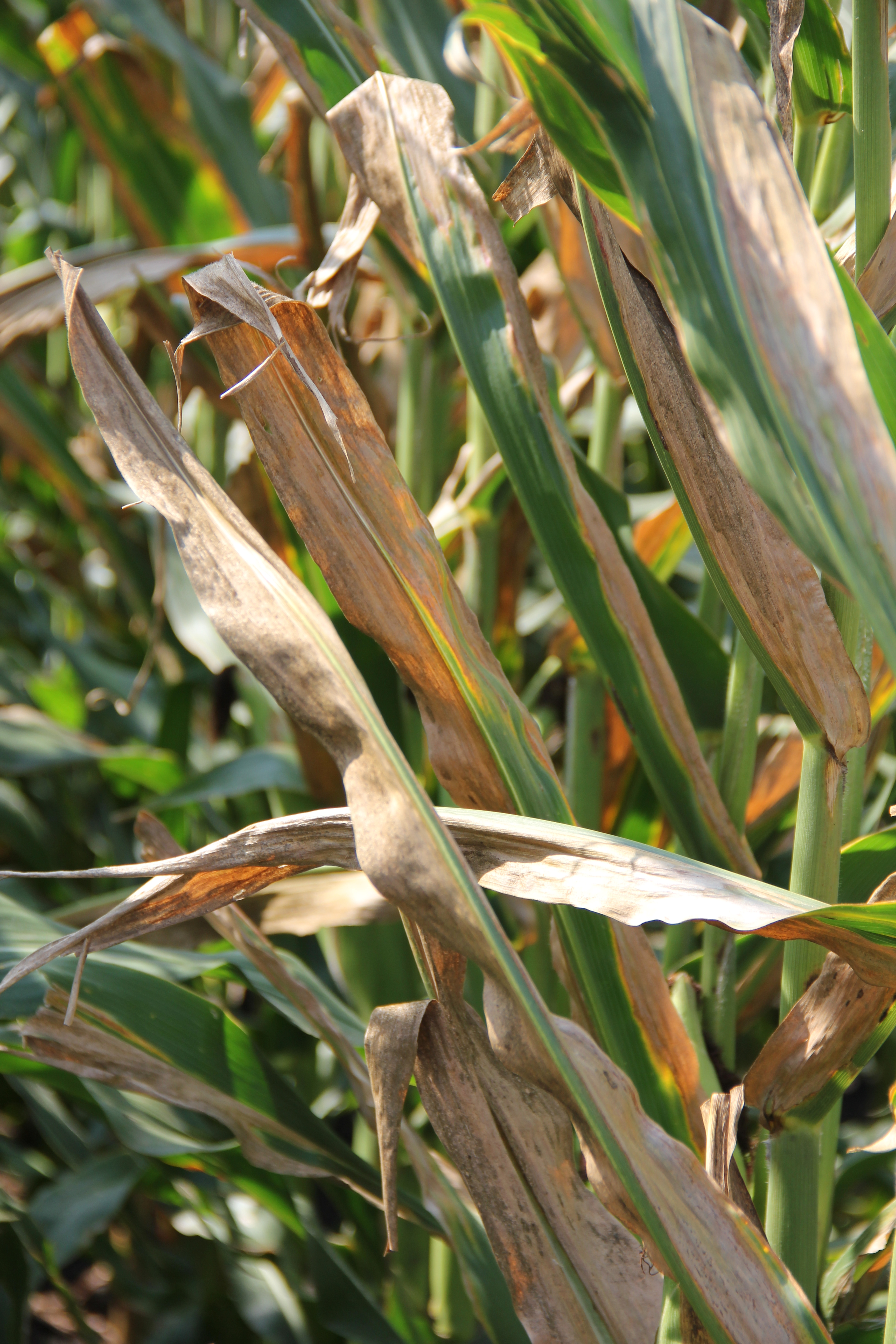 Goss's wilt lesions may join together to blight much of the leaf.