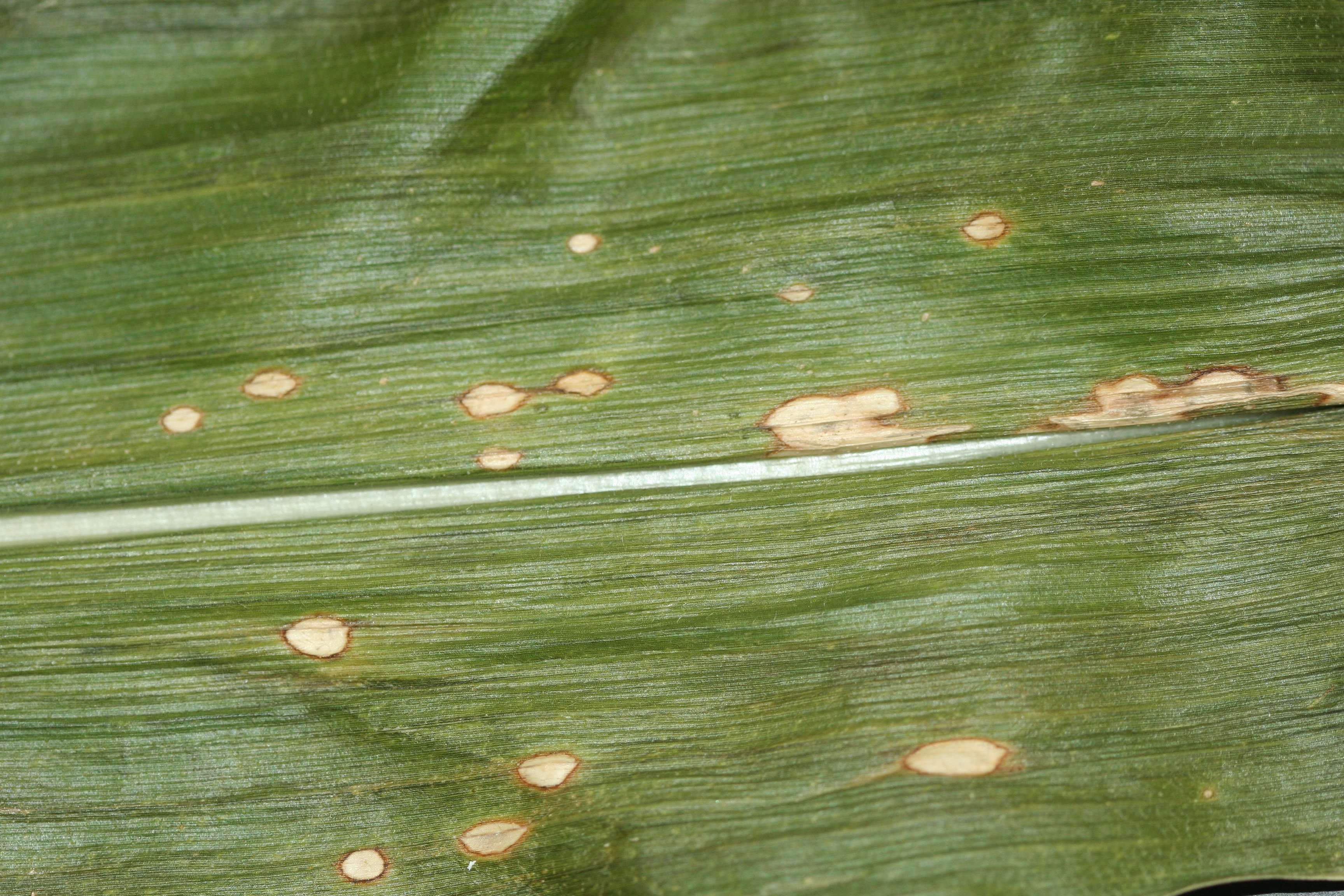 Holcus leaf spot lesions may have a light brown border.