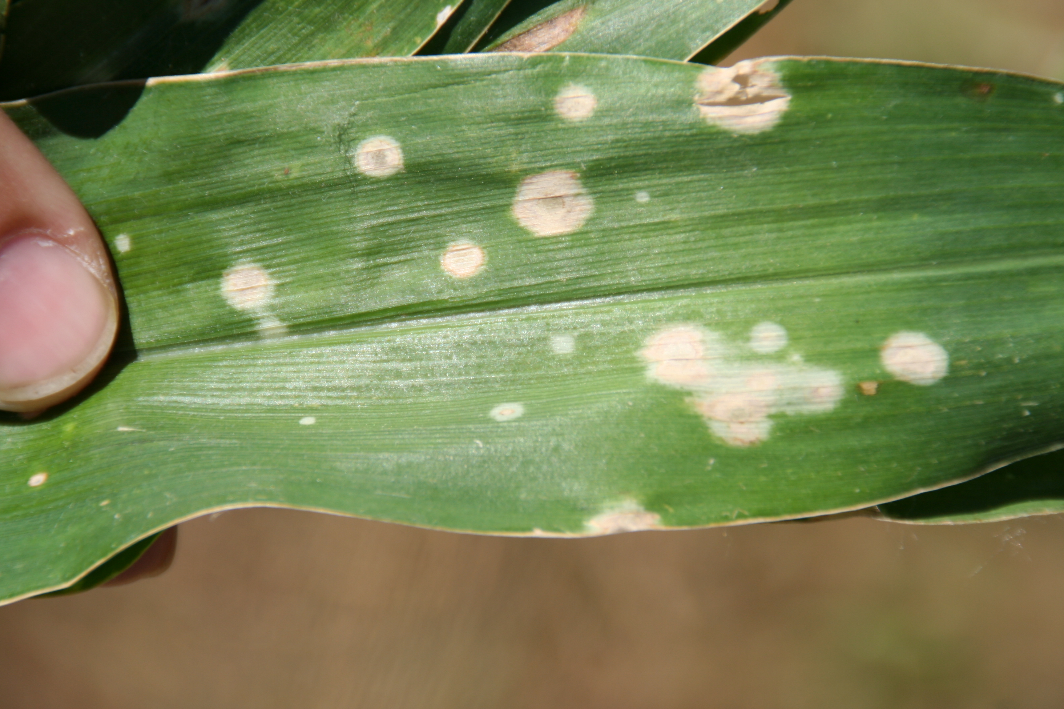 Water-soaking surrounding Holcus leaf spot lesions. 