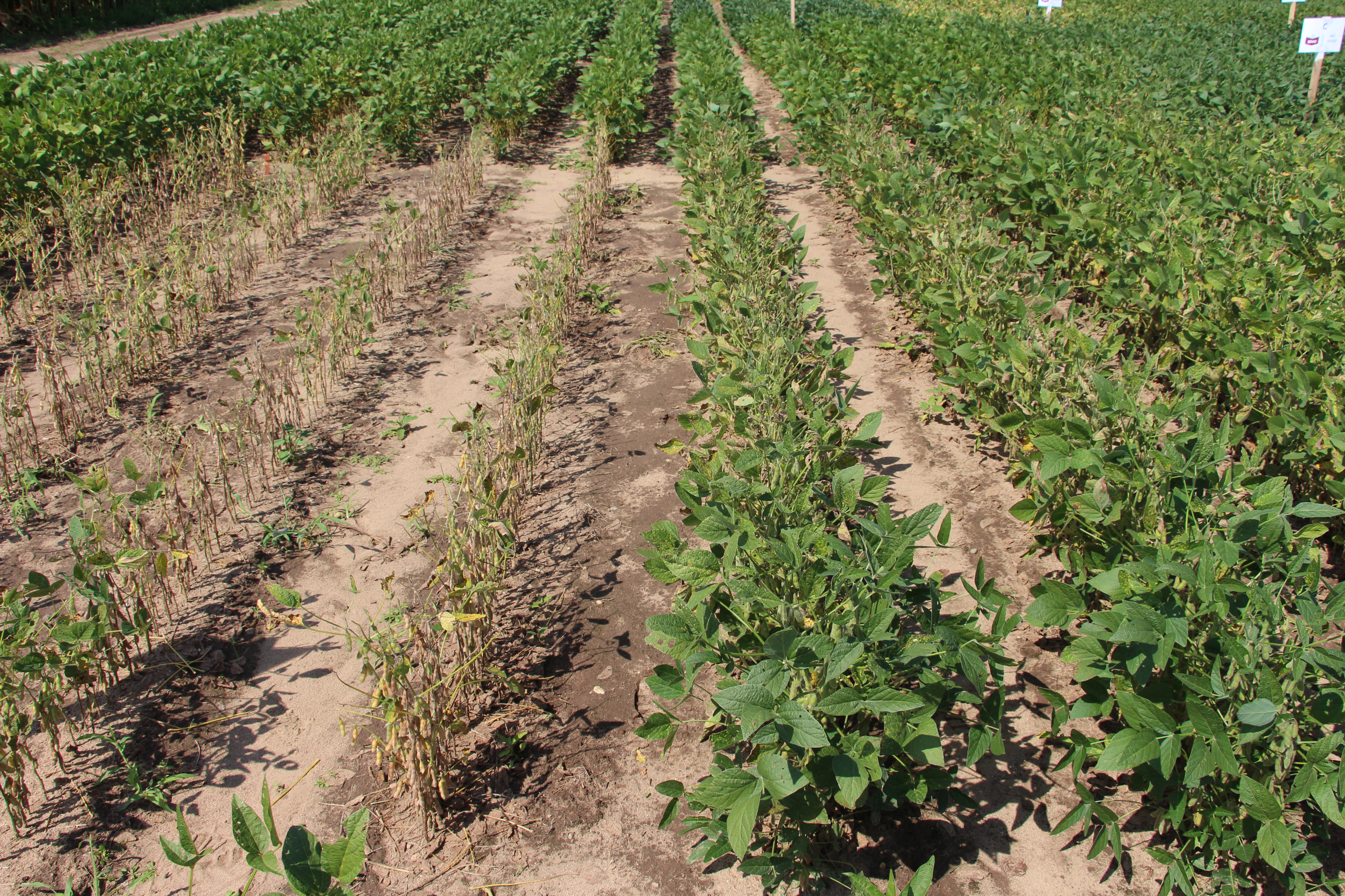 Soybean variety susceptible to sudden death syndrome (left) compared to a more resistant variety.